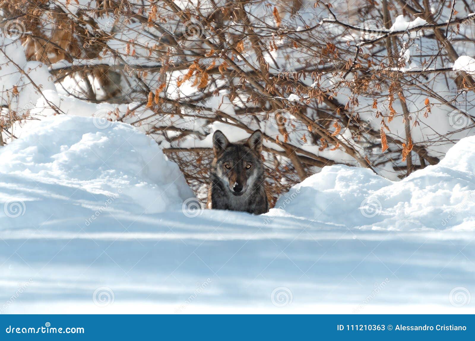 young italian wolf in the snow