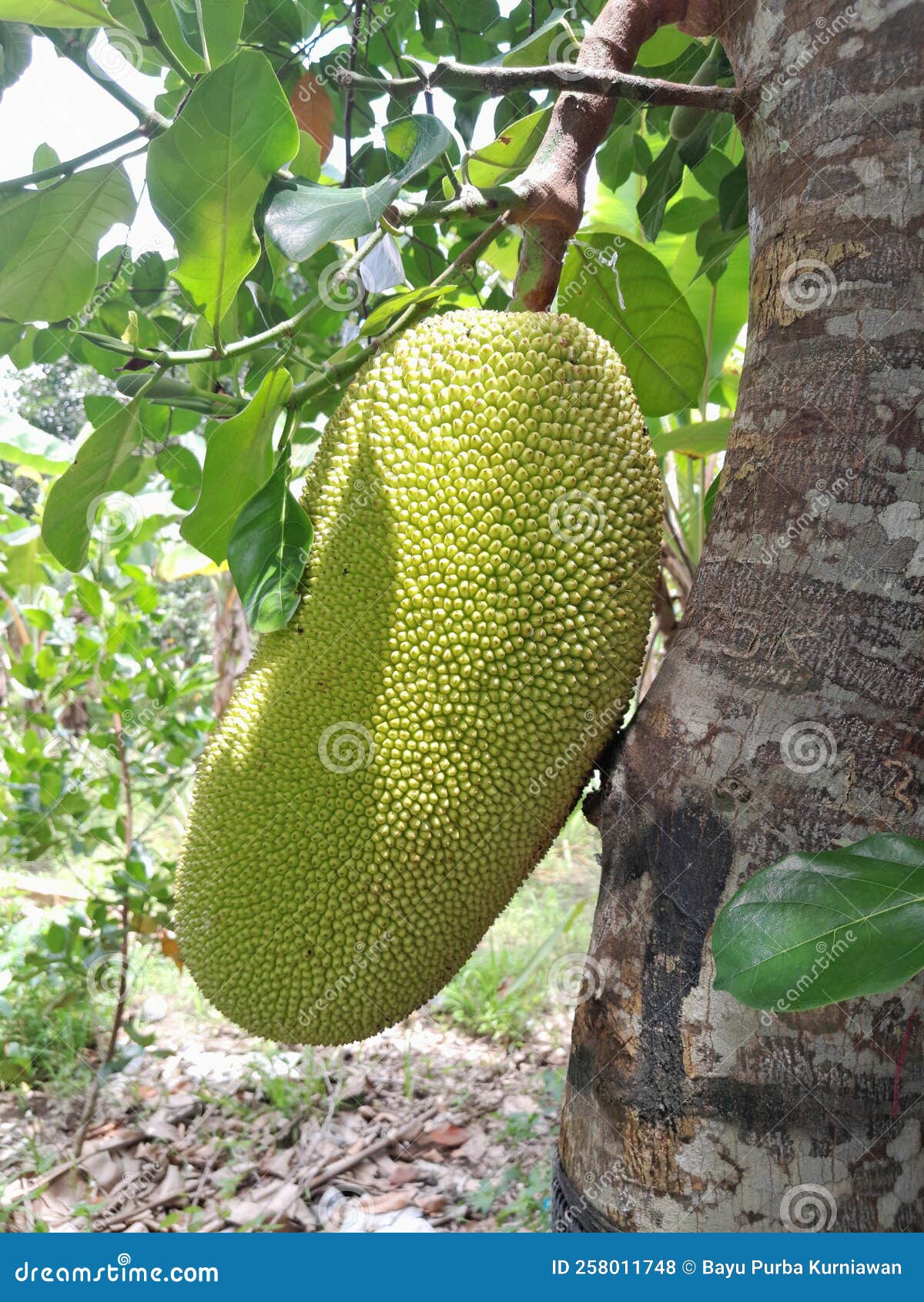 Jack Fruit stock photo. Image of flower, branch, insect 258011748