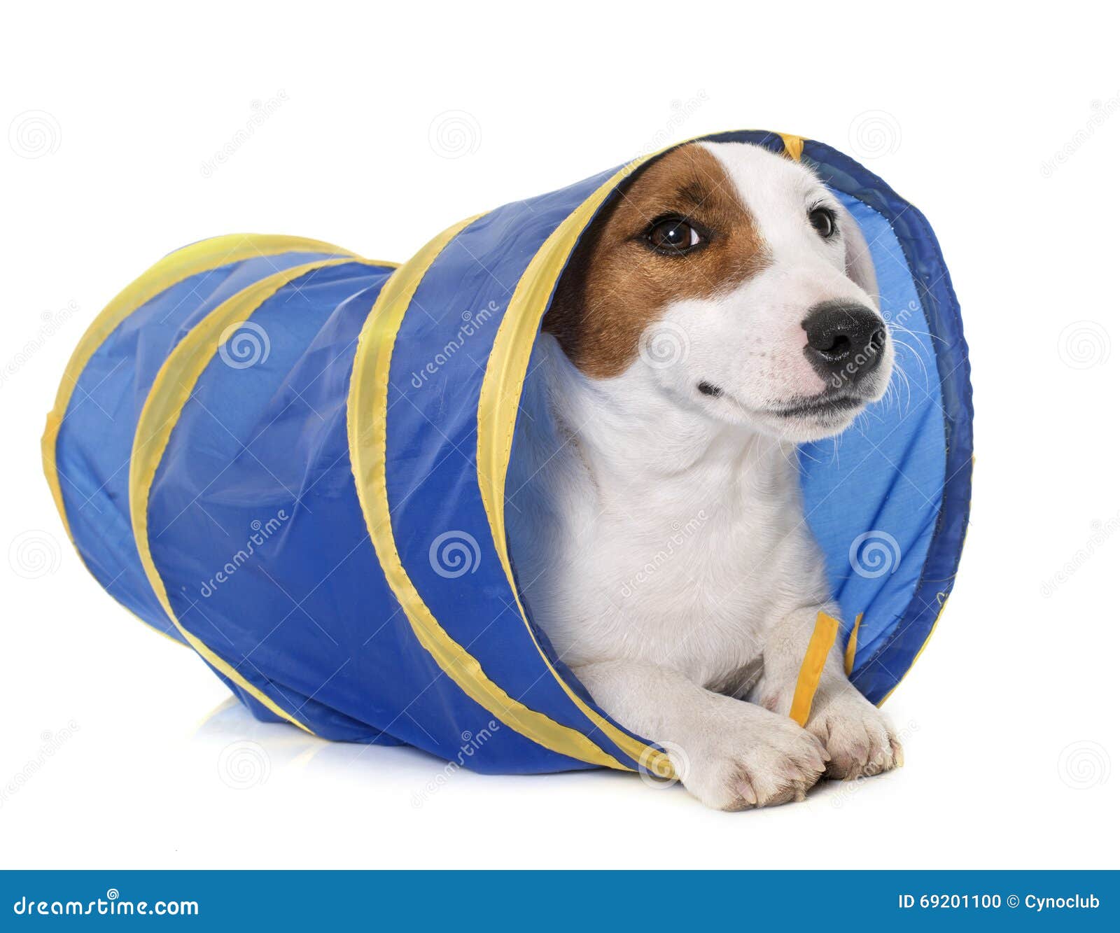 Young Jack Russel Terrier In Tunnel Stock Photo Image of agility