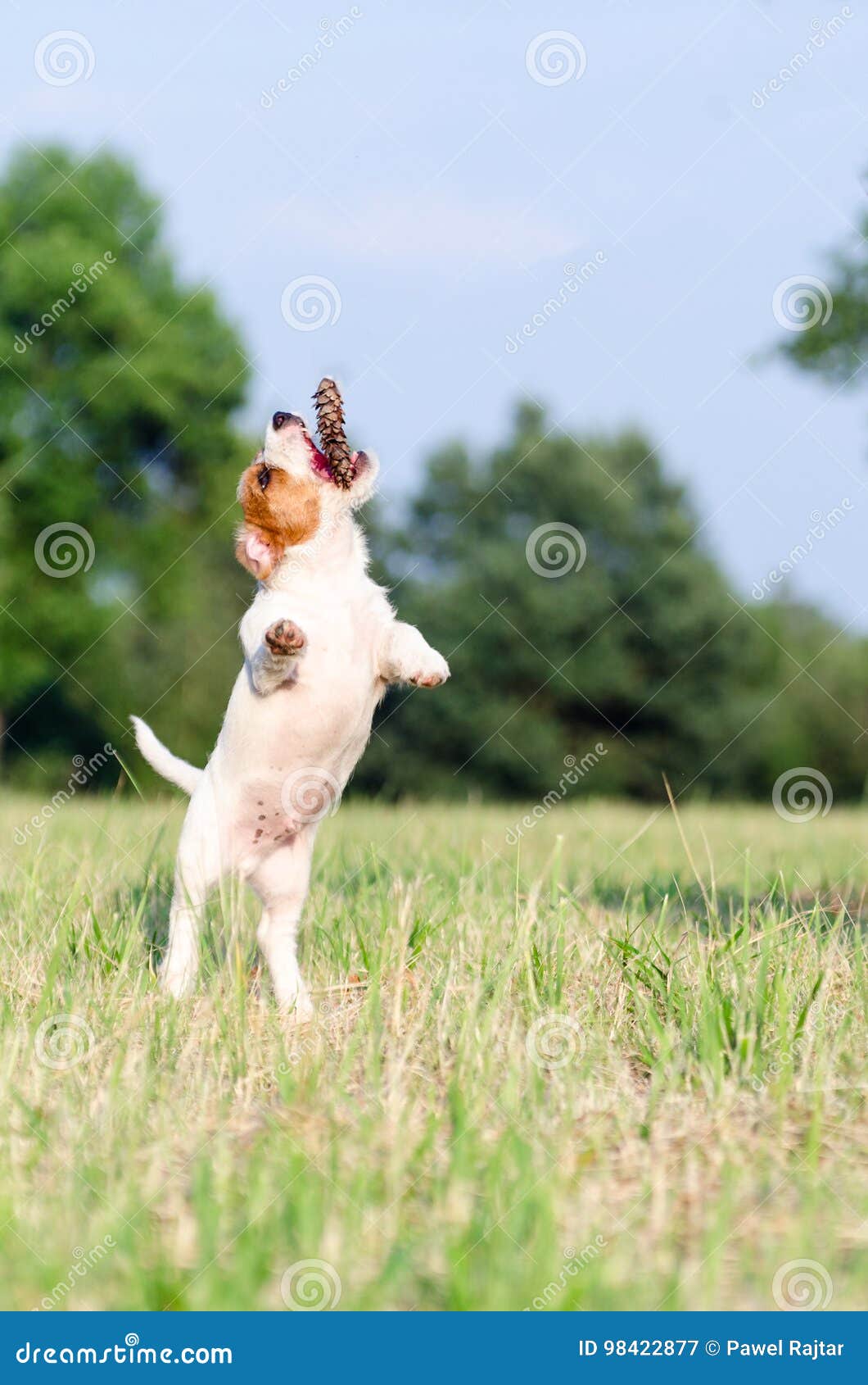 Young Jack Russell Terrier Dog Jumps Up, Stopped Motion Stock Image Image of jack, jumping