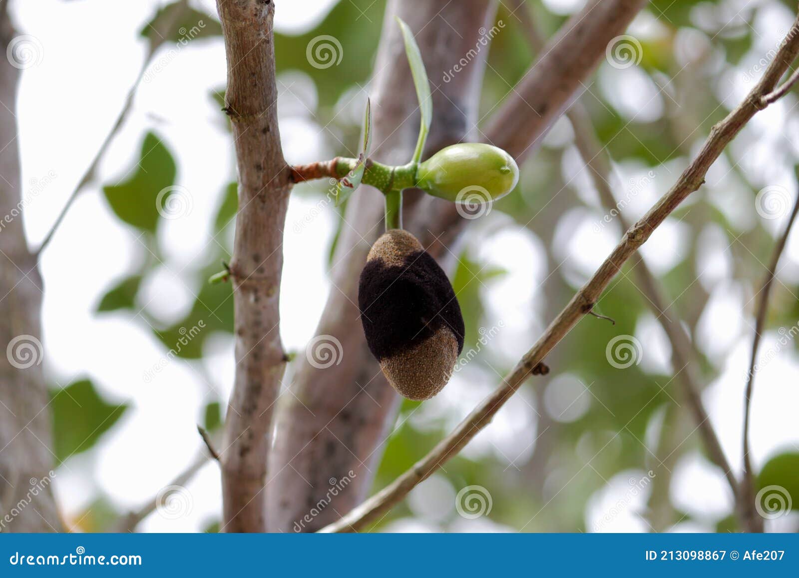 Young Jackfruit Infested By Fung, Plant Disease Stock Photo