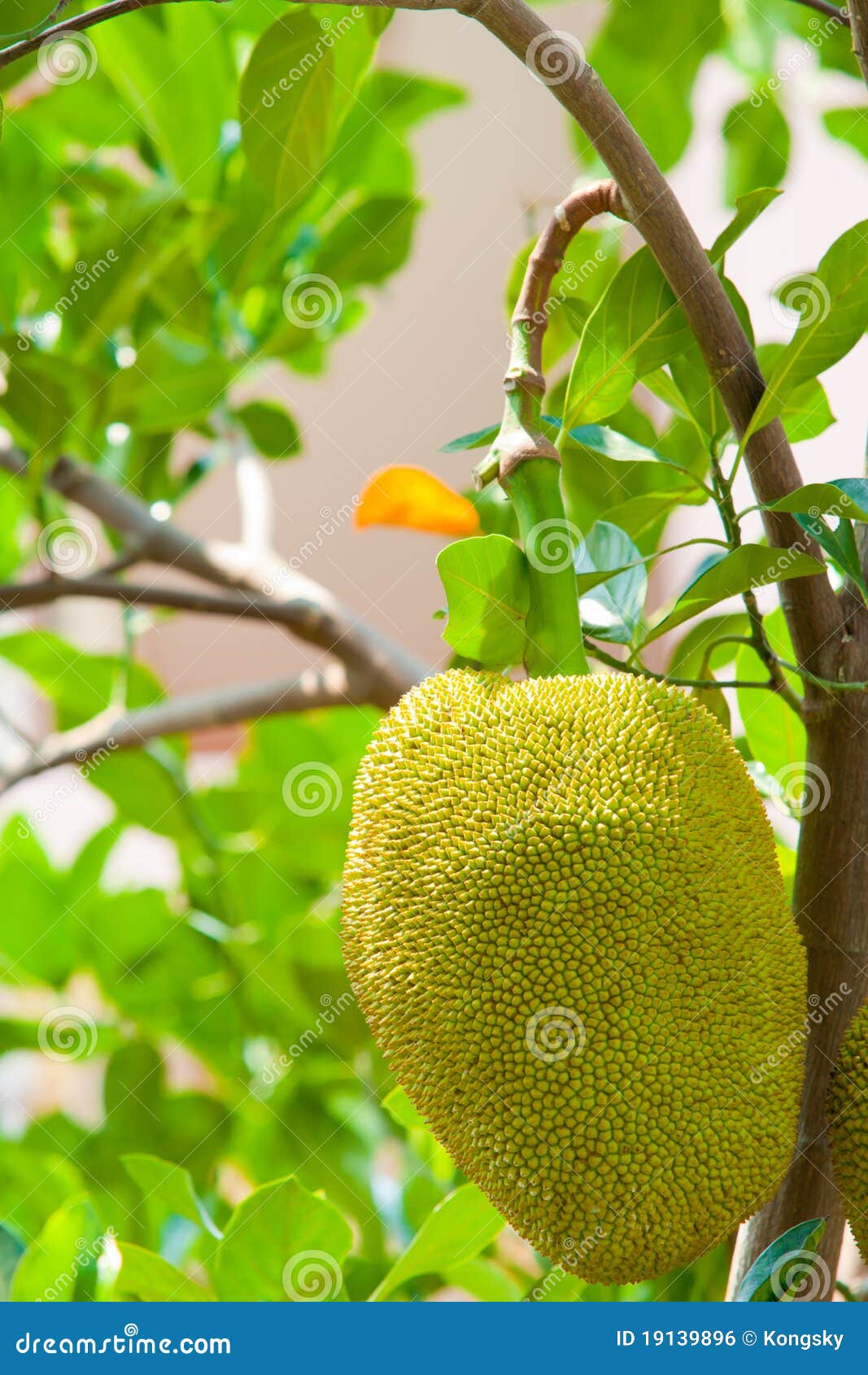 A young jackfruit on tree
