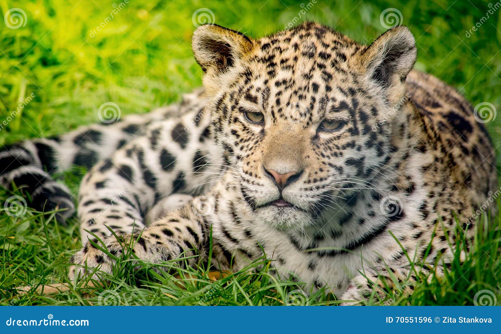 Young jaguar cub stock photo. Image of wild, wildlife 70551596