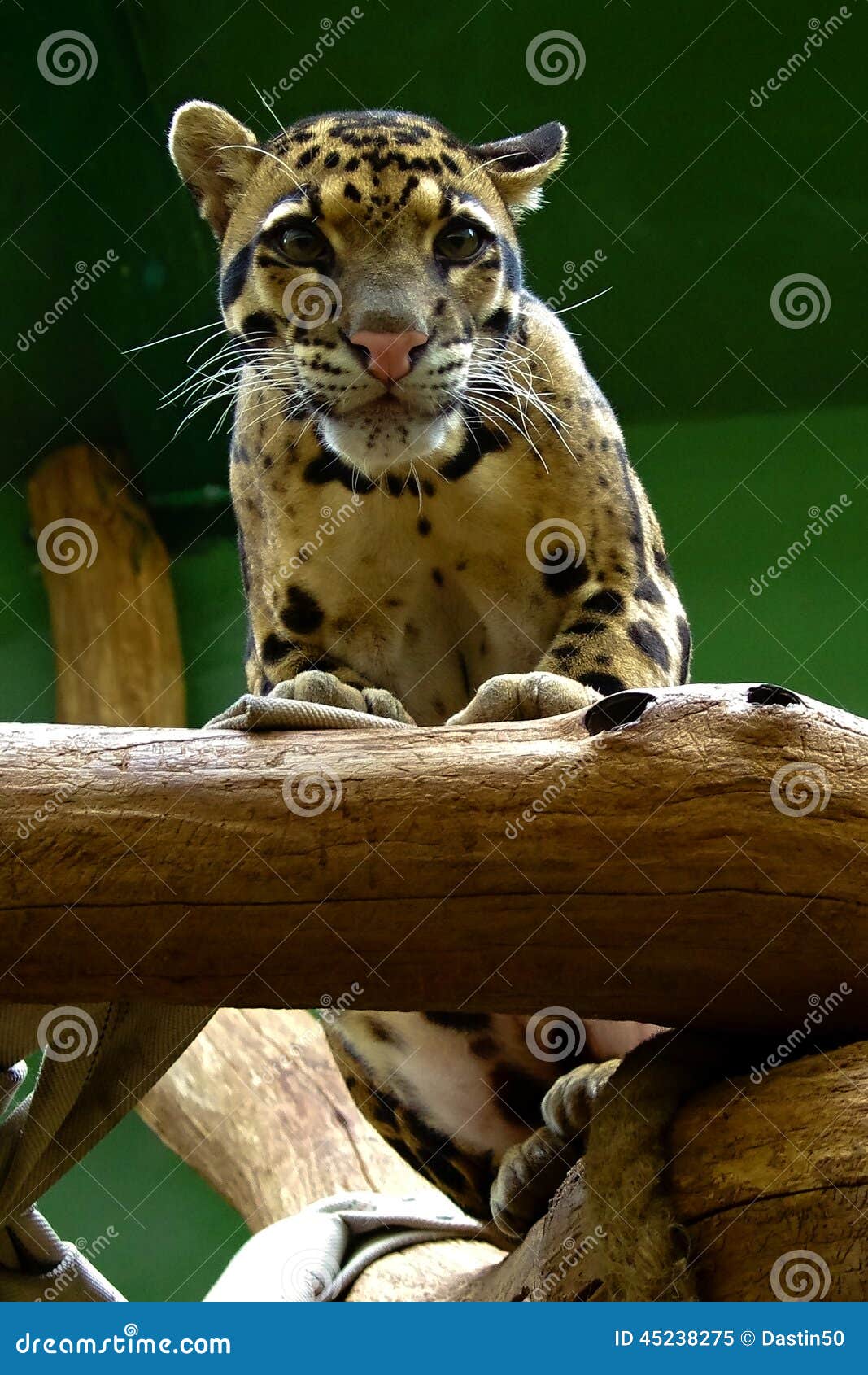 Young Jaguar, Friendly Animals at the Prague Zoo. Stock Image Image of curious, male 45238275