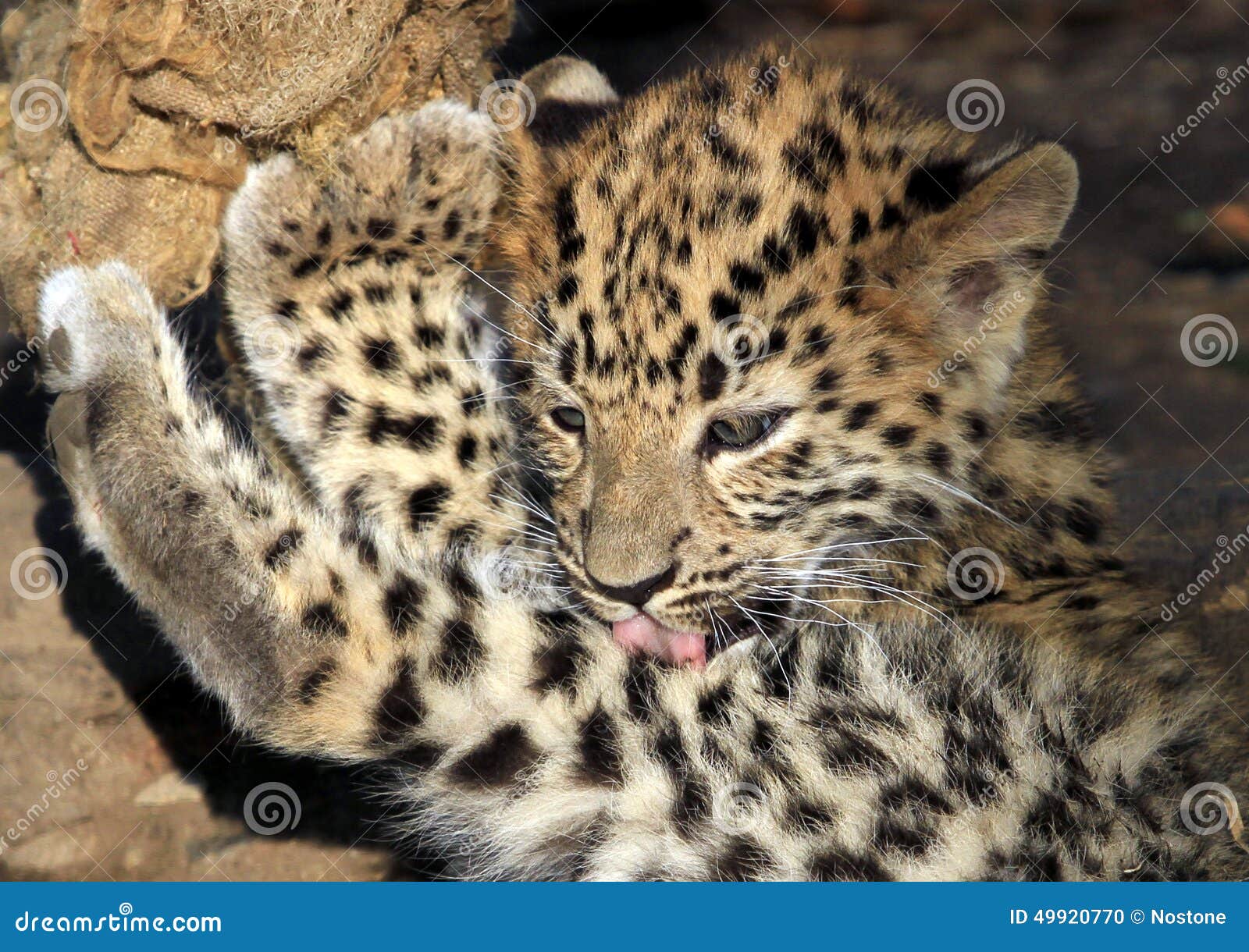 Young jaguar stock photo. Image of habitat, spots, jaguar 49920770