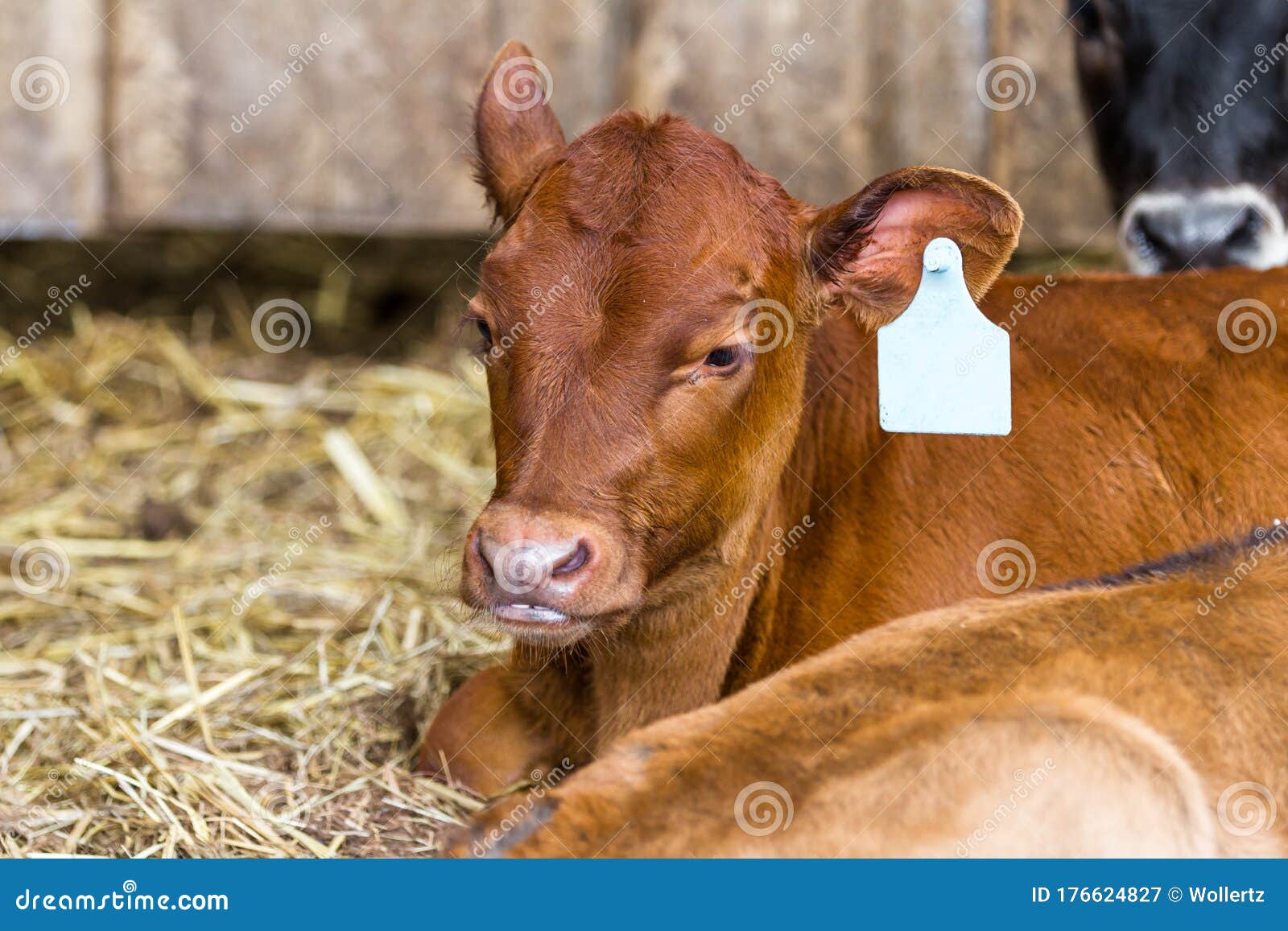 Young jersey calfs stock image. Image of central, destination - 176624827