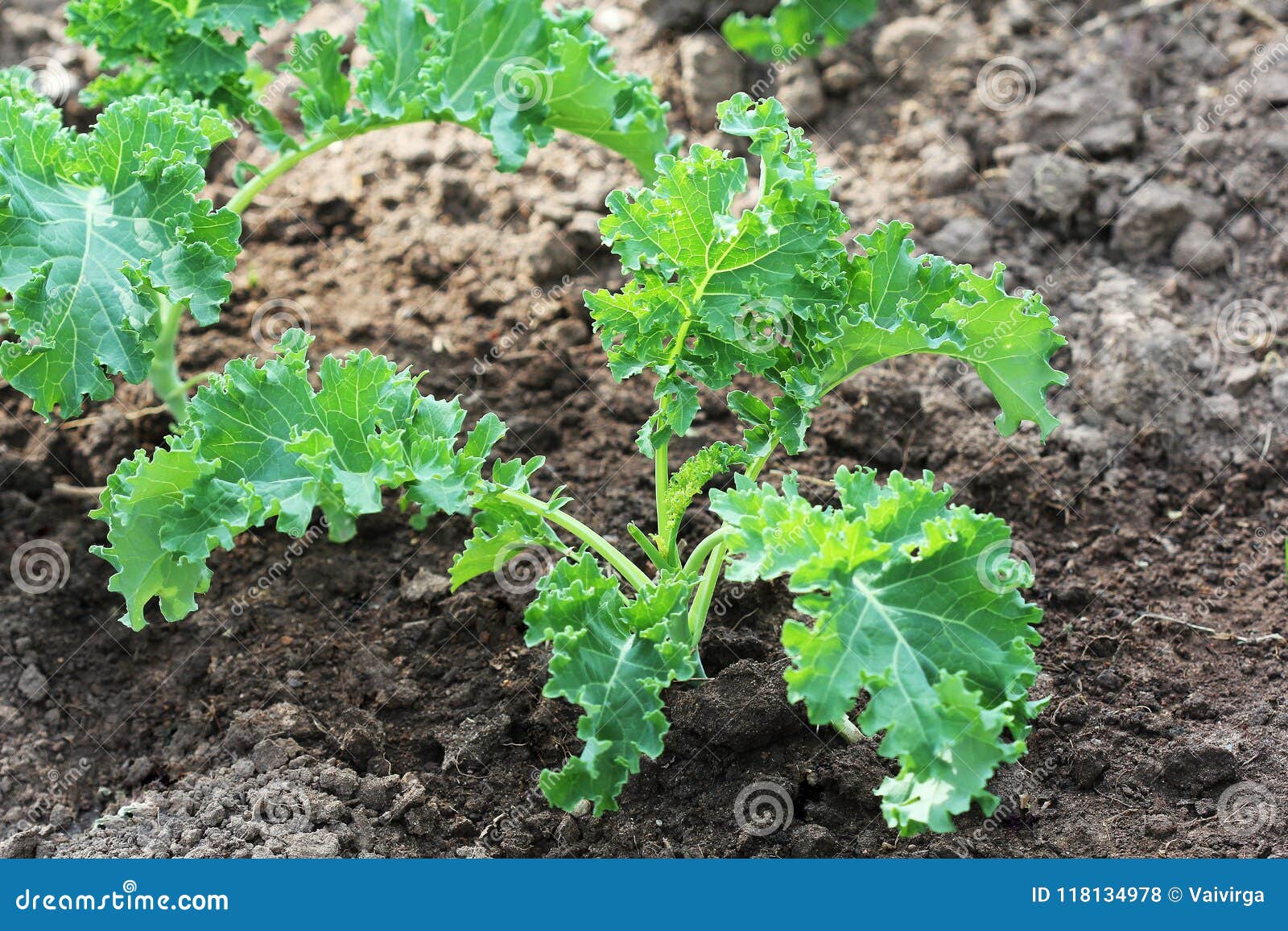 Young Kale Growing in the Vegetable Garden Stock Photo Image of