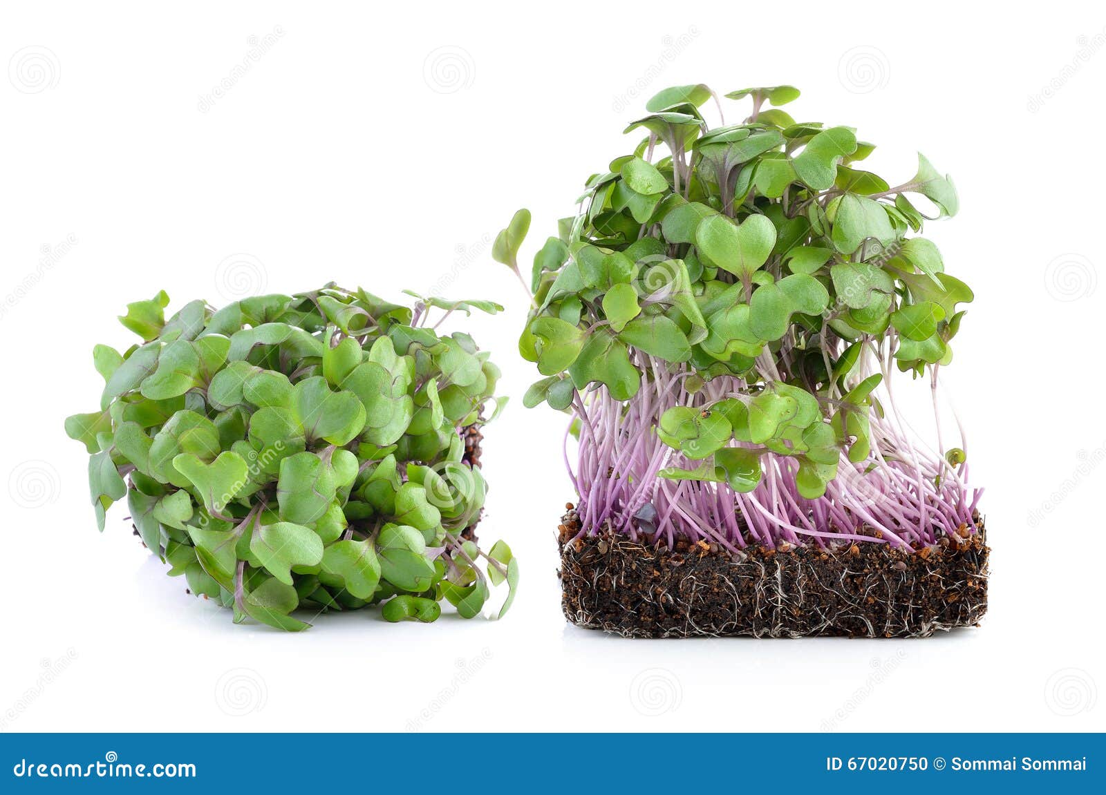 Young Kale Hydroponic Stock Photography 67408202