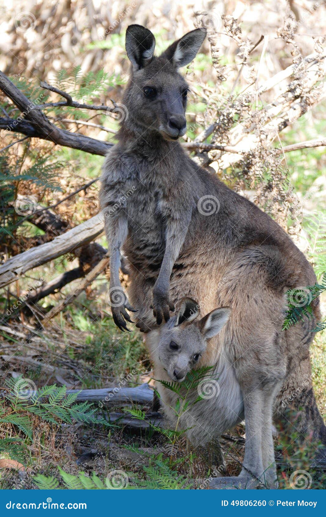 Young Kangaroo in Mothers Pouch Stock Photo Image of safe, curious 49806260