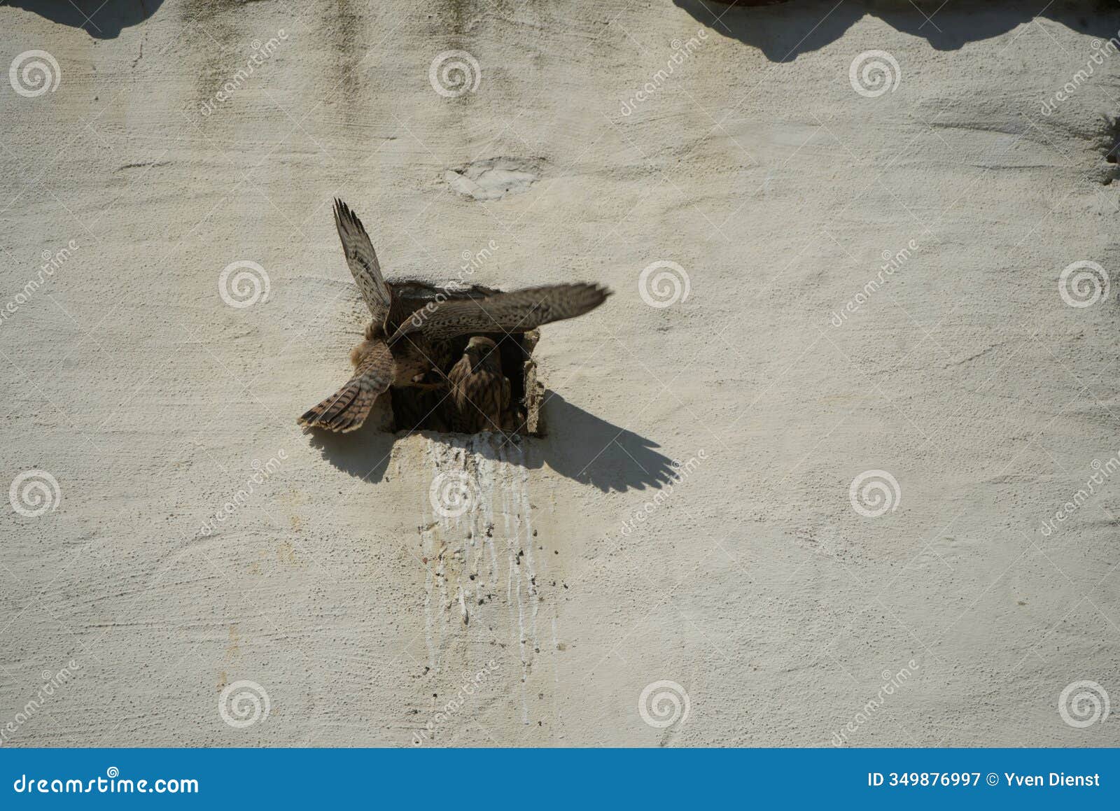 a young kestrel returns to the nest after its first attempt at flying. its siblings are still in the nest