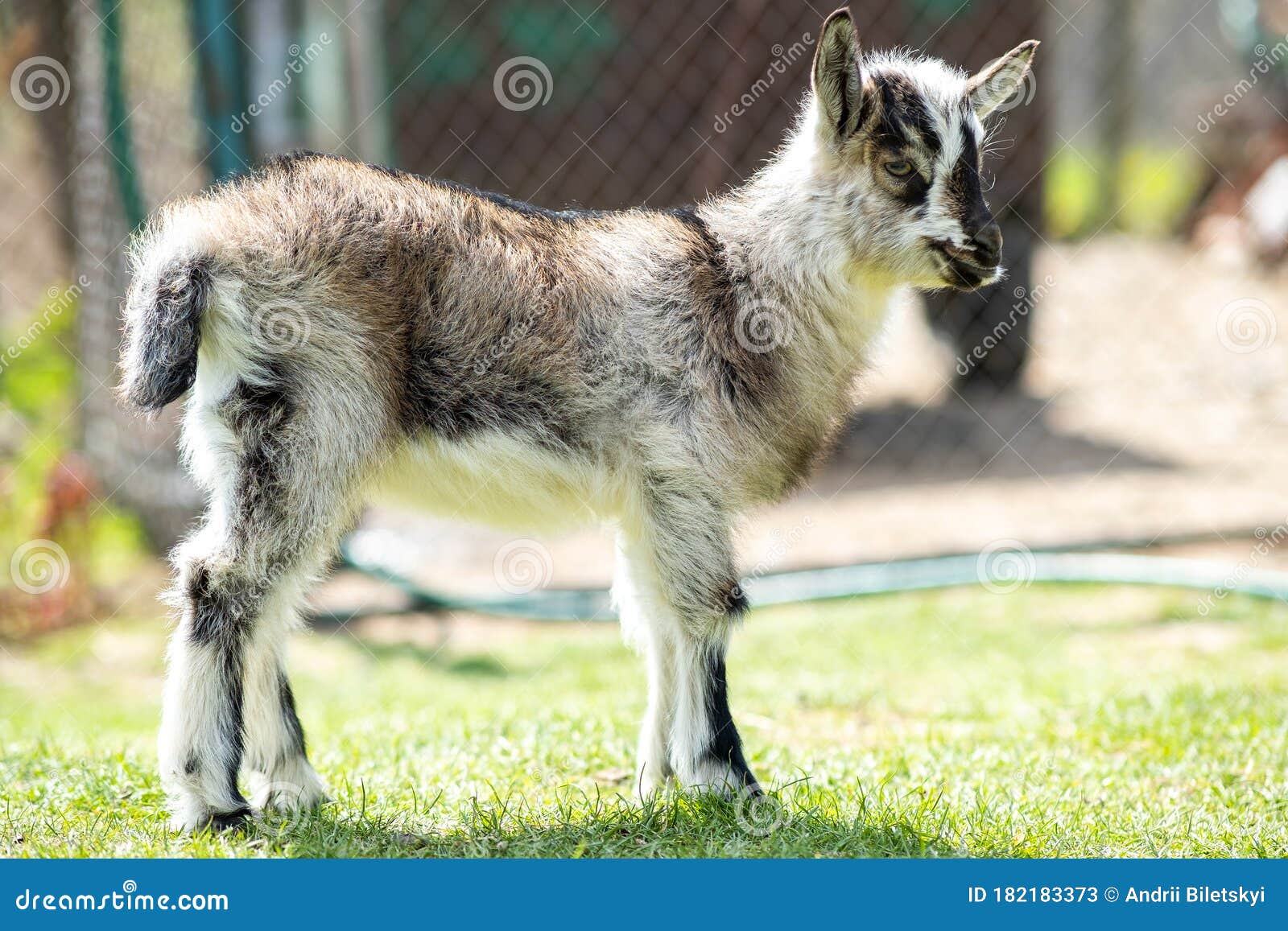 Young Kid Goat on Farm Yard in Sunny Summer Day Stock Image Image of