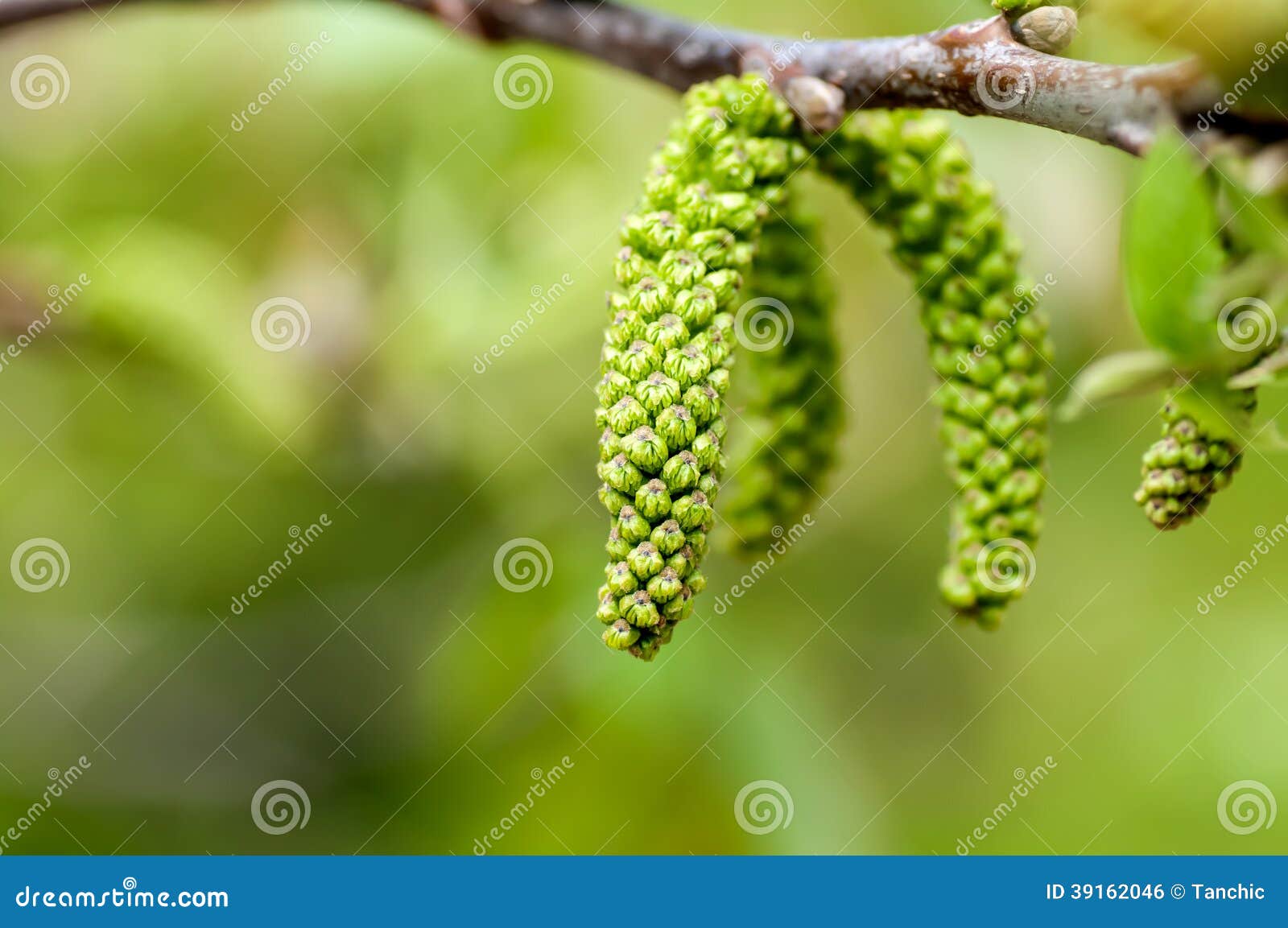 Young Kidney of the Walnut Tree Stock Photo Image of fall, nature