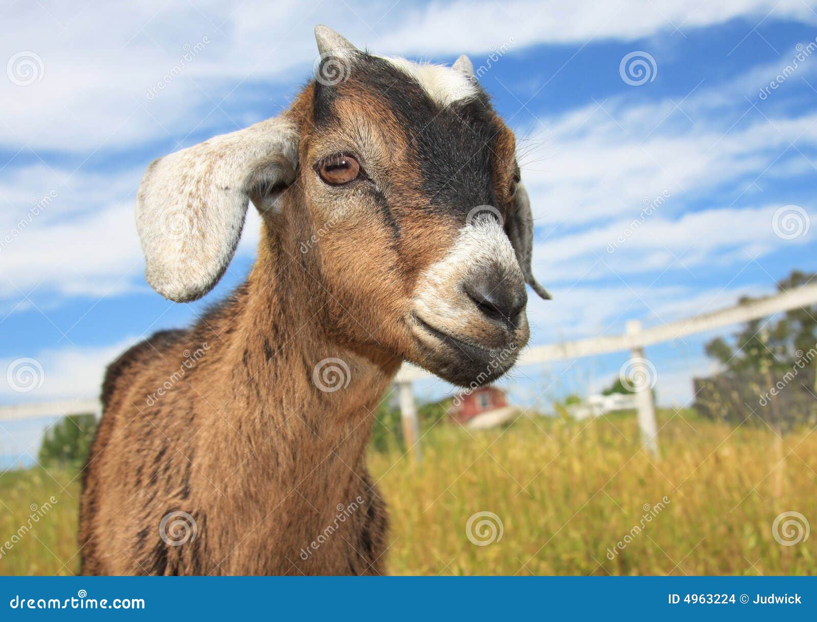 young kinder goat