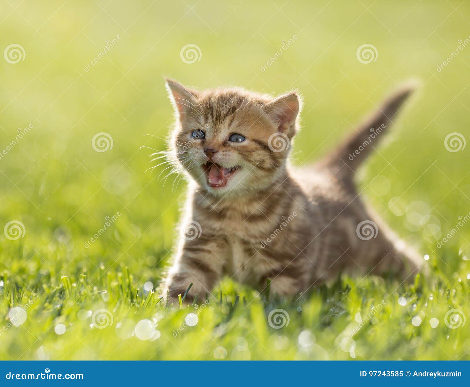 young kitten cat meowing in the green grass