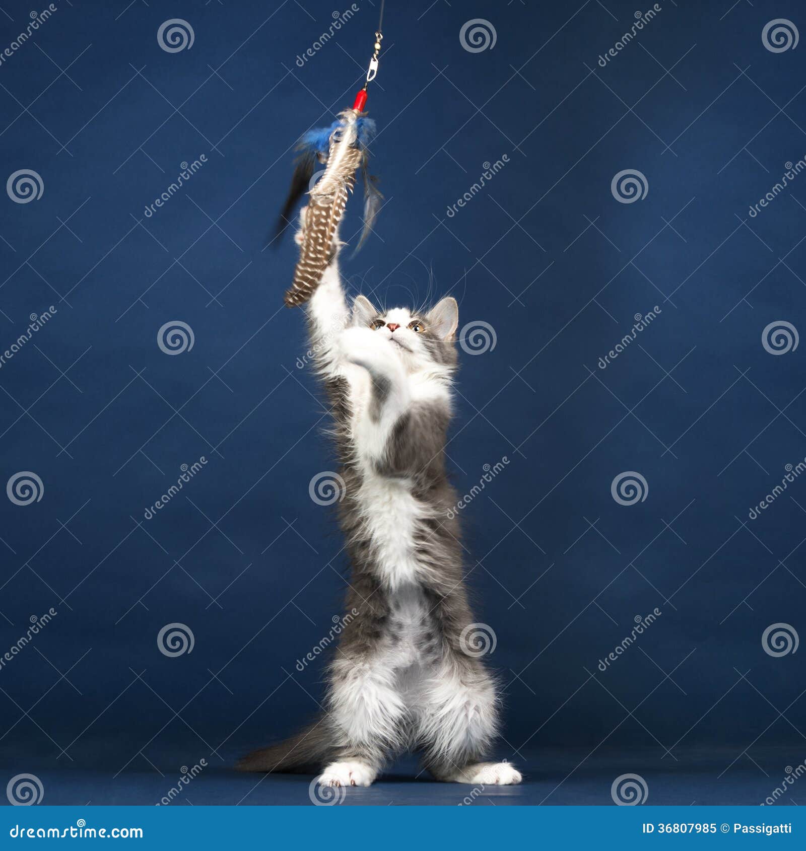 Young Kitten Cat Playing with Feather Toy Stock Image Image of standing, blue 36807985