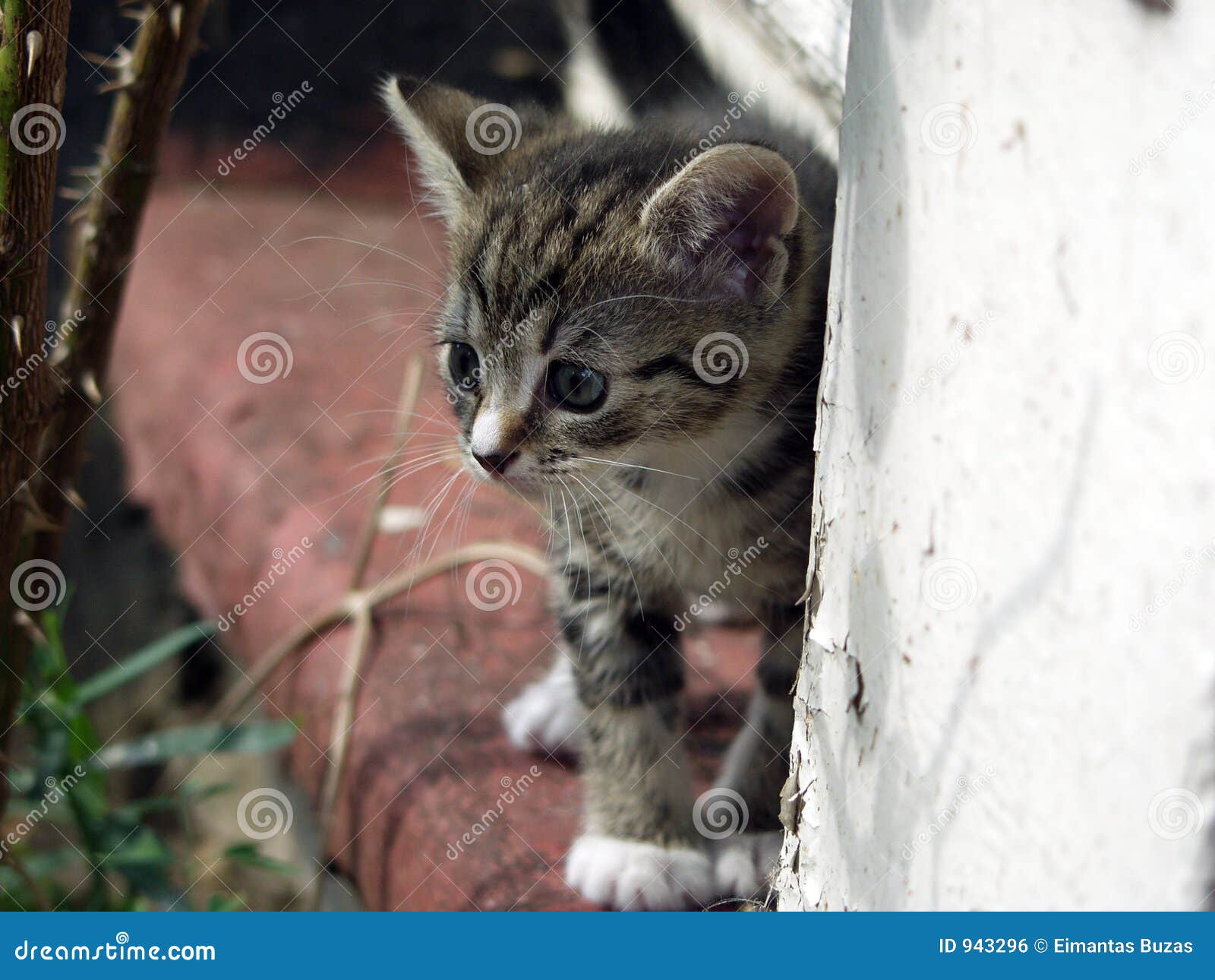 Young Kitten Curious Look Stock Photo Image Of Feline Animal 943296 Young Kitten Curious Look Stock Photo Image Of Feline Animal 943296