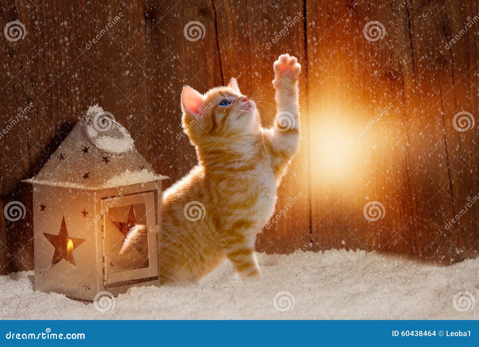 Young Kitten Sitting on Christmas Day in the Light Shining Stock Photo
