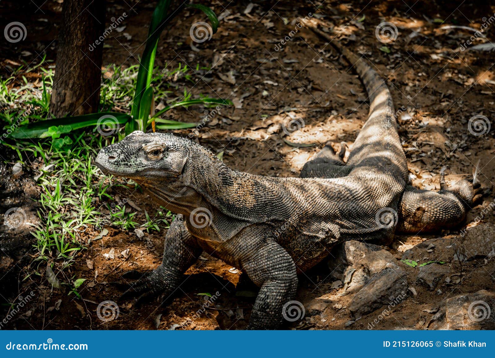 komodo dragon vs crocodile