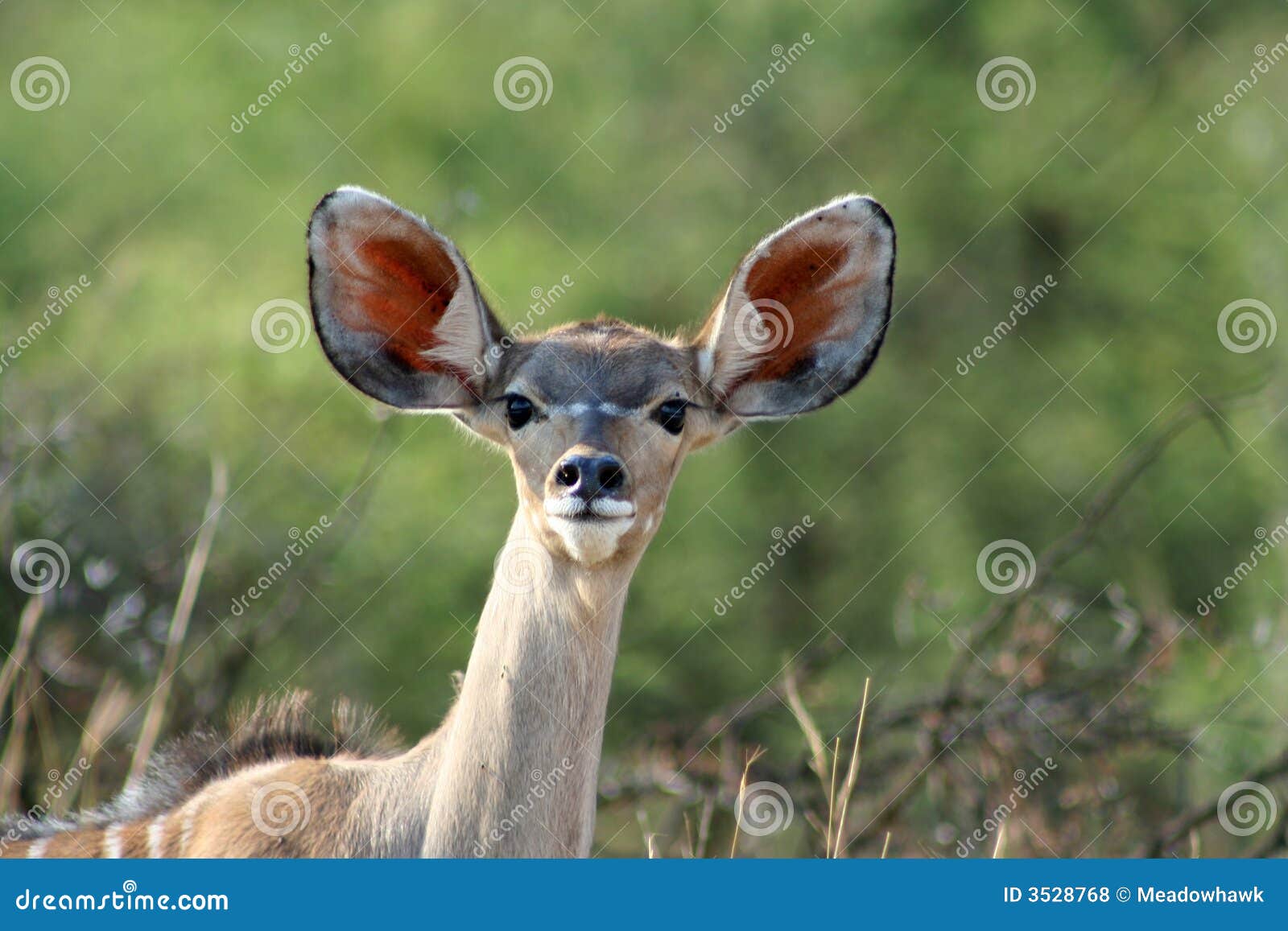 young kudu antelope