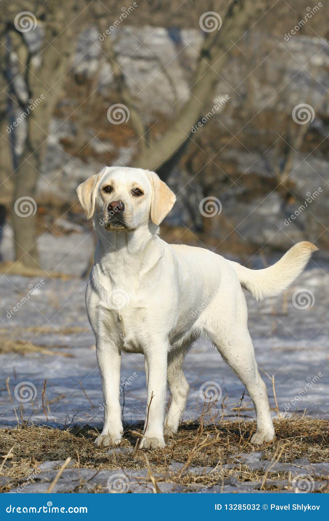 Young labrador stock photo. Image of cute, canine, golden 13285032