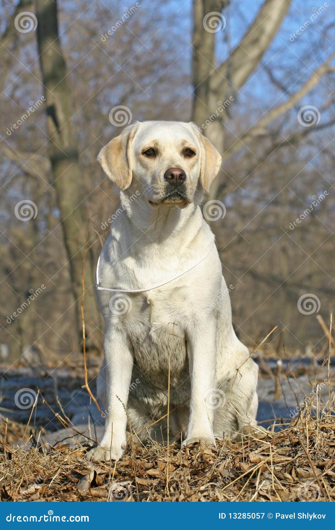 Young labrador stock image. Image of blue, grass, beautiful 13285057