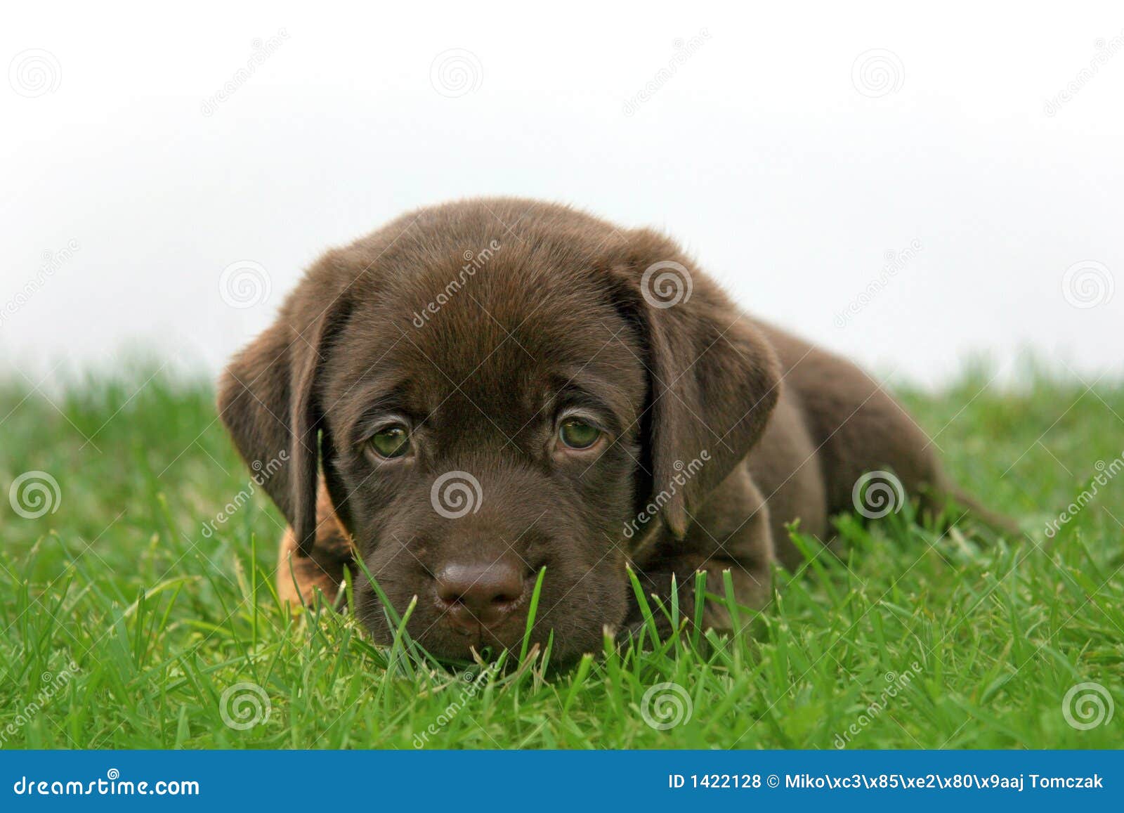 Young Labrador stock photo. Image of canine, brown, puppy 1422128