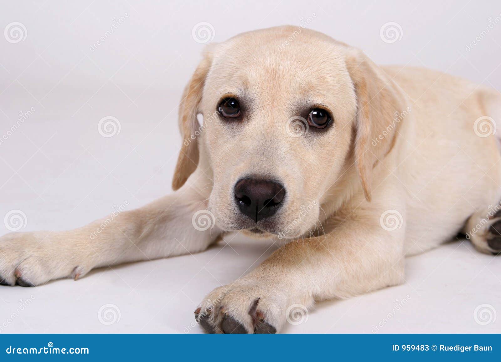 Young Labrador stock image. Image of cute, look, golden 959483