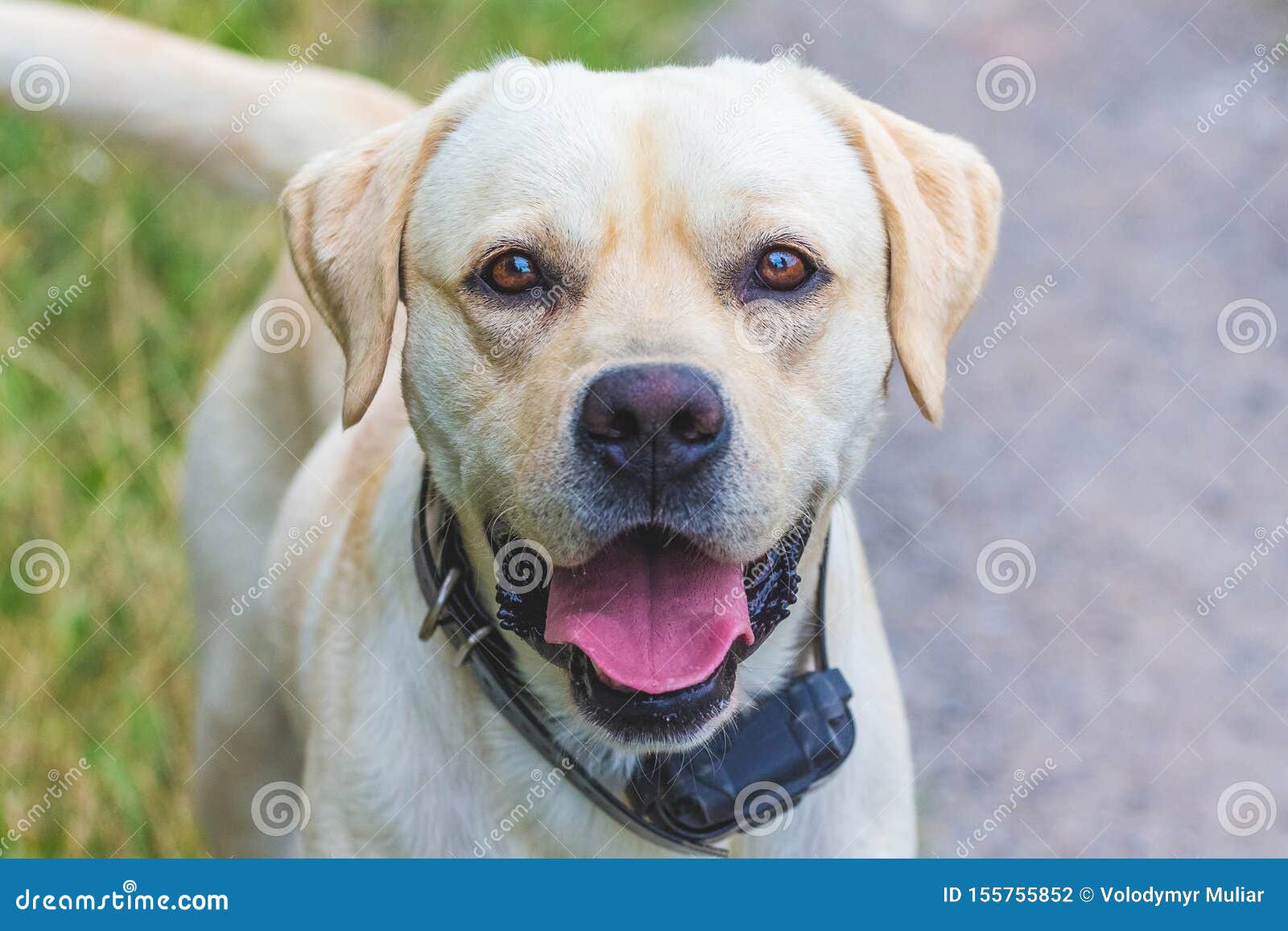 Can Labrador Retrievers Be Aggressive