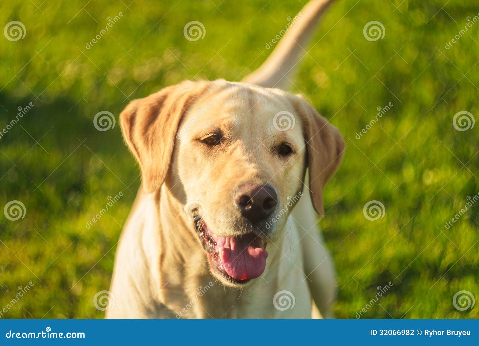 Young Labrador stock photo. Image of canine, young, green 32066982