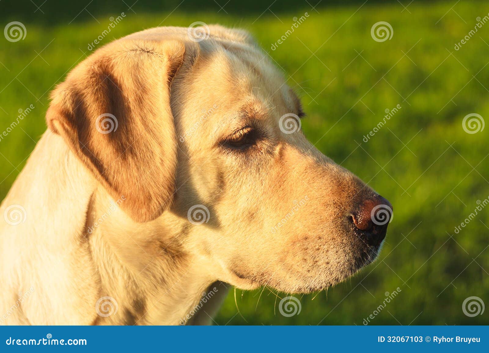 Young Labrador stock image. Image of young, labrador 32067103
