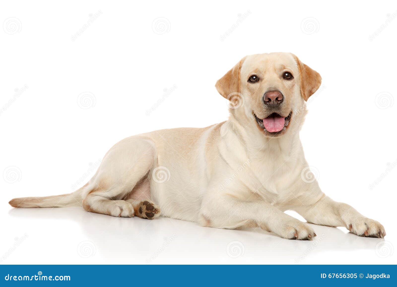 Young Labrador retriever stock image. Image of whelp 67656305