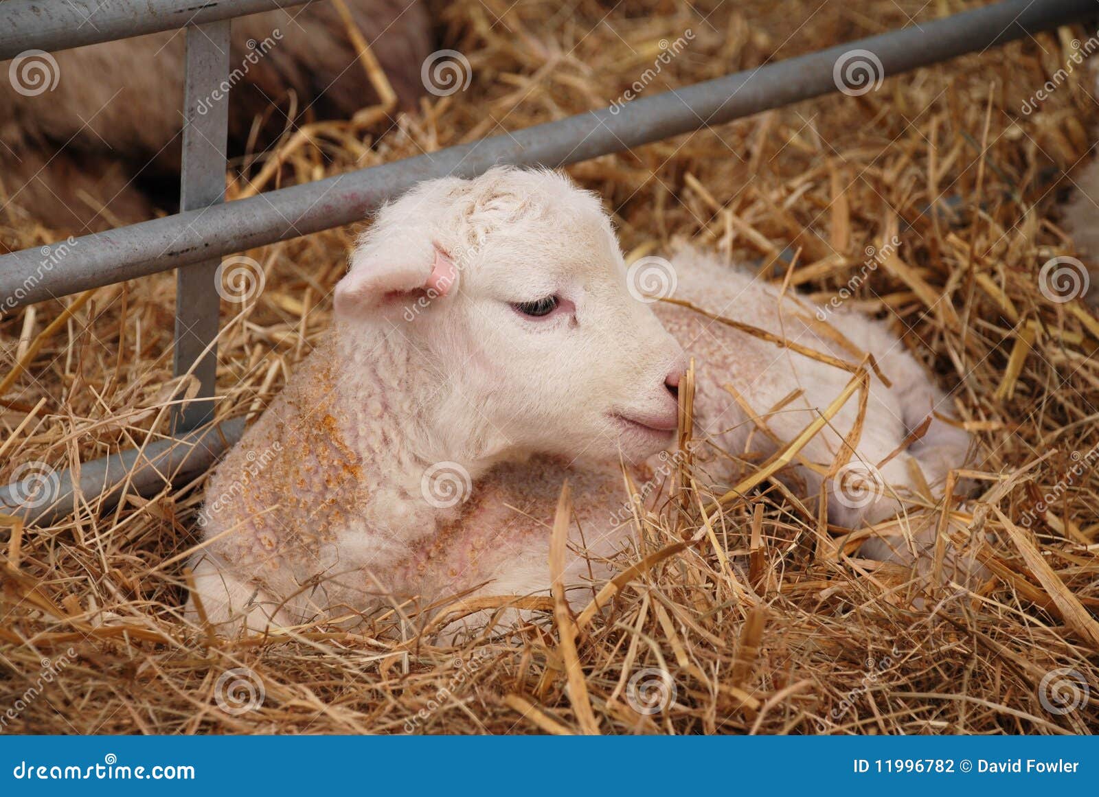 Young lamb, England stock photo. Image of newborn, farm 11996782