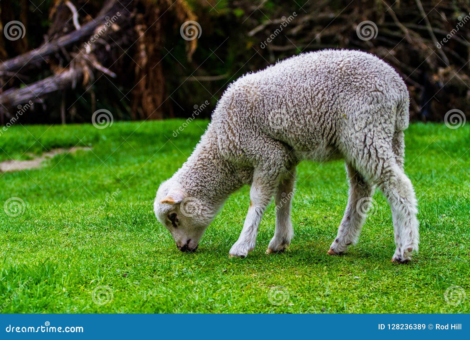 Young Lamb Grazing on Fresh Spring Grass Stock Image Image of grazing