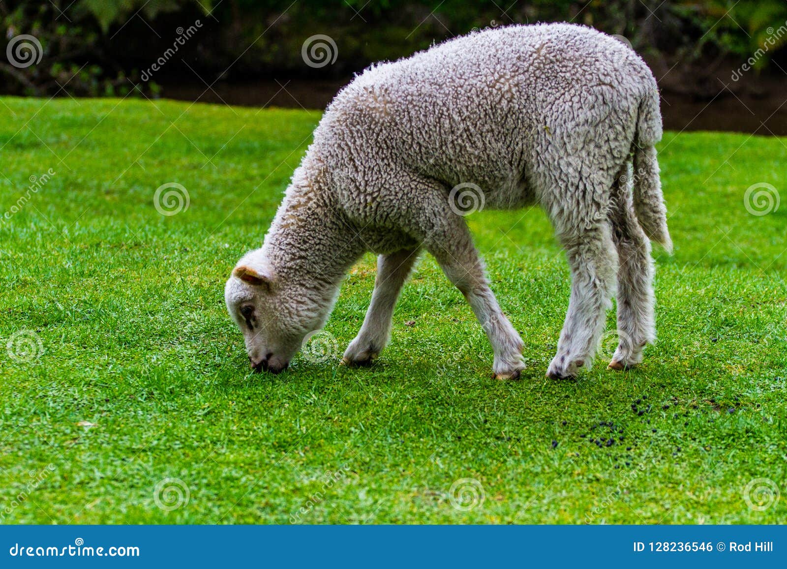 Young Lamb Grazing on Fresh Spring Grass Stock Photo Image of lamb