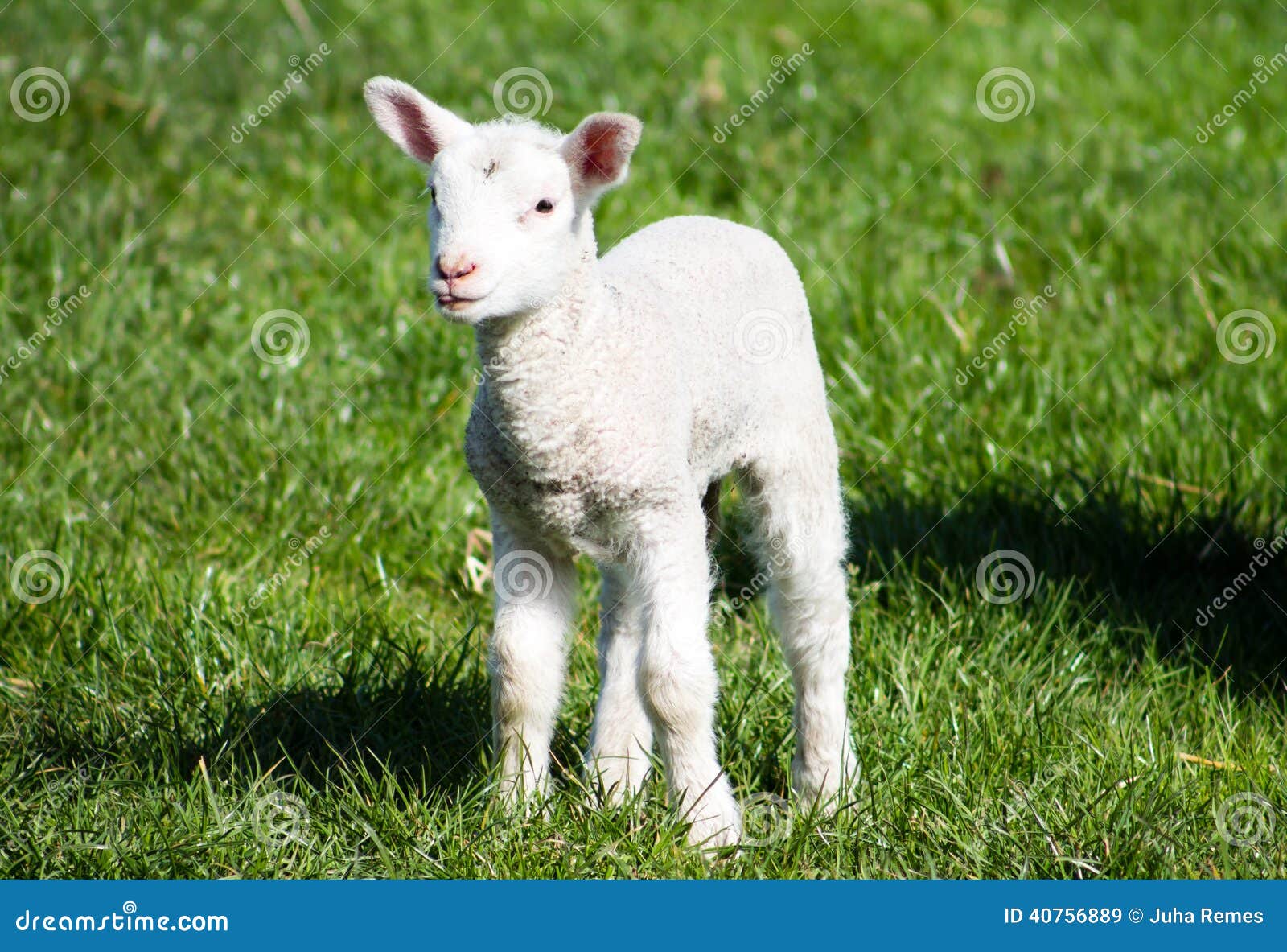Young Lamb stock image. Image of pasture, jumpy, sheep 40756889