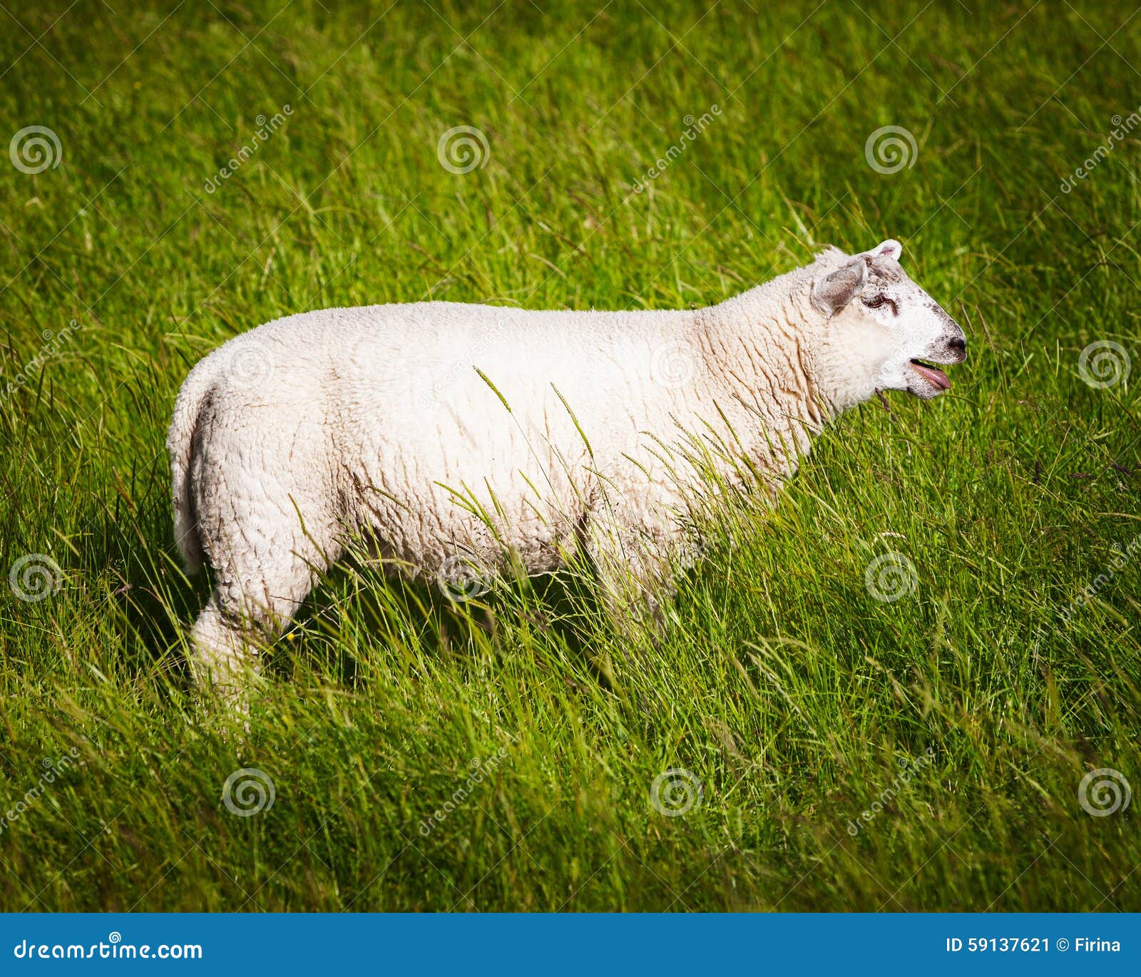 Young lamb stock image. Image of standing, horizontal 59137621