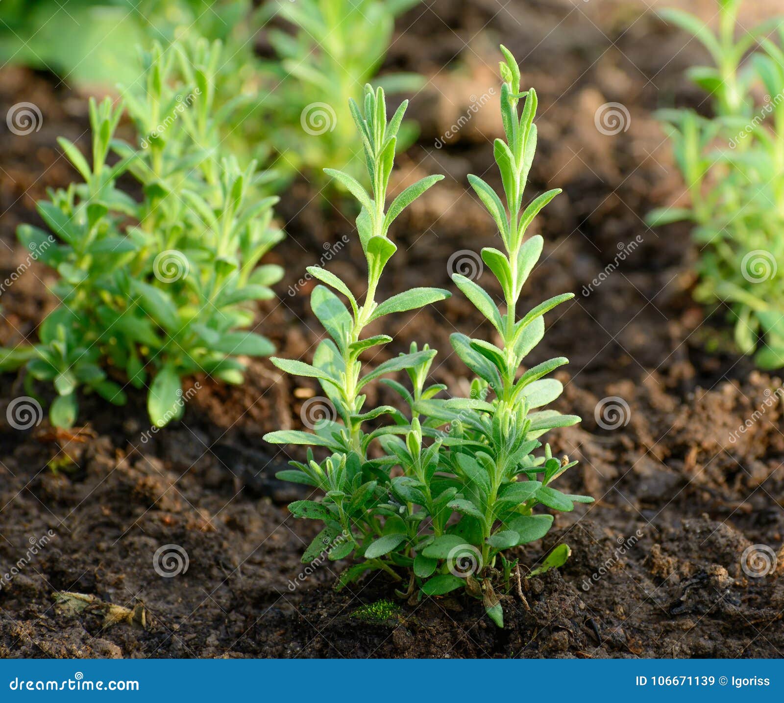 lavender seedlings lavender seedlings