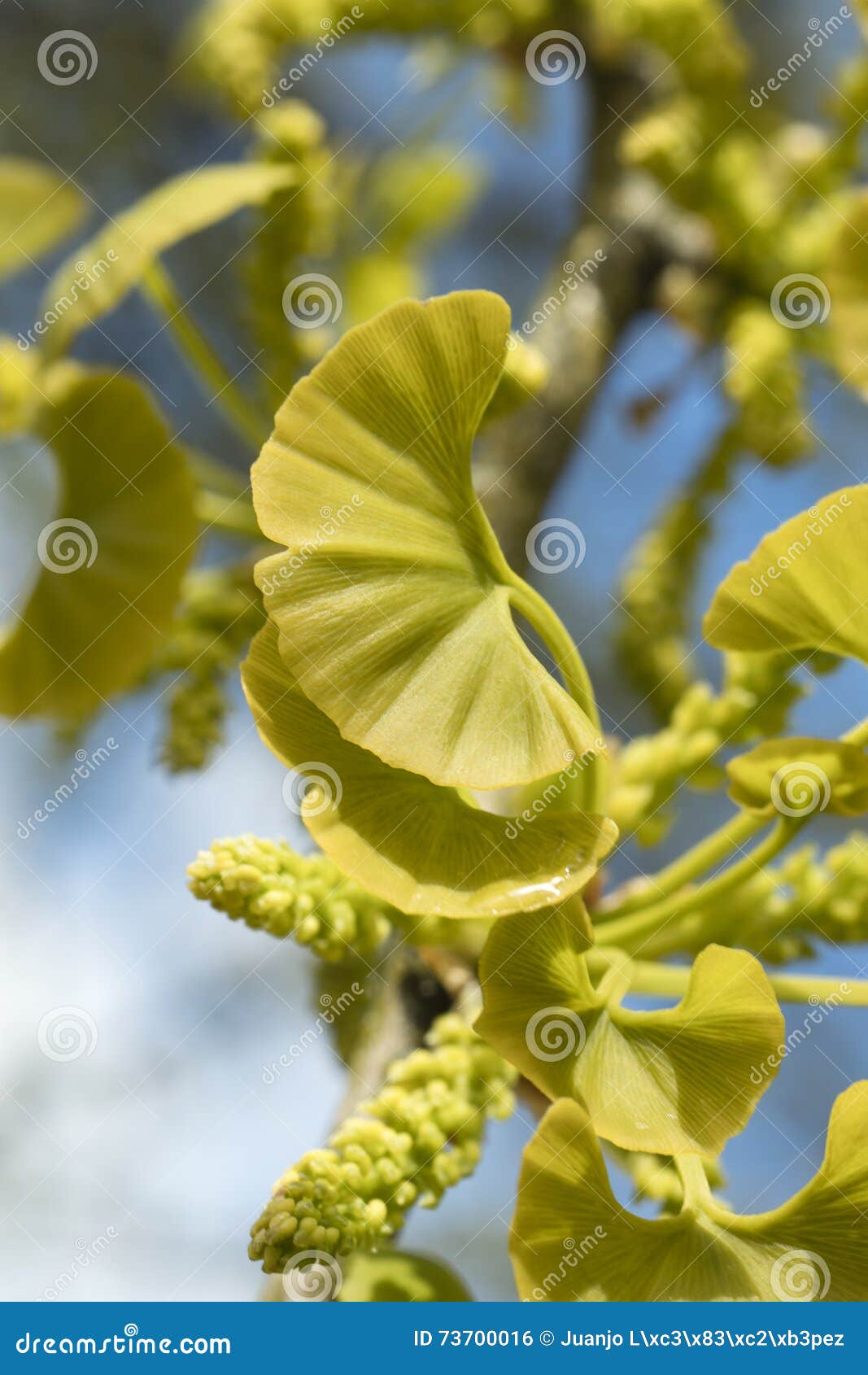 Young Leafs of Ginkgo Biloba Stock Photo Image of nature, macro 73700016