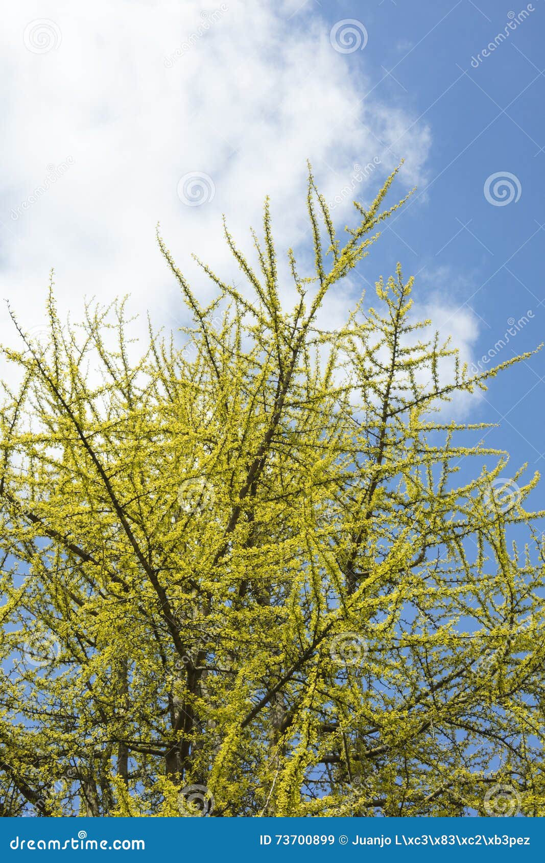 Young Leafs of Ginkgo Biloba Stock Image Image of macro, close 73700899