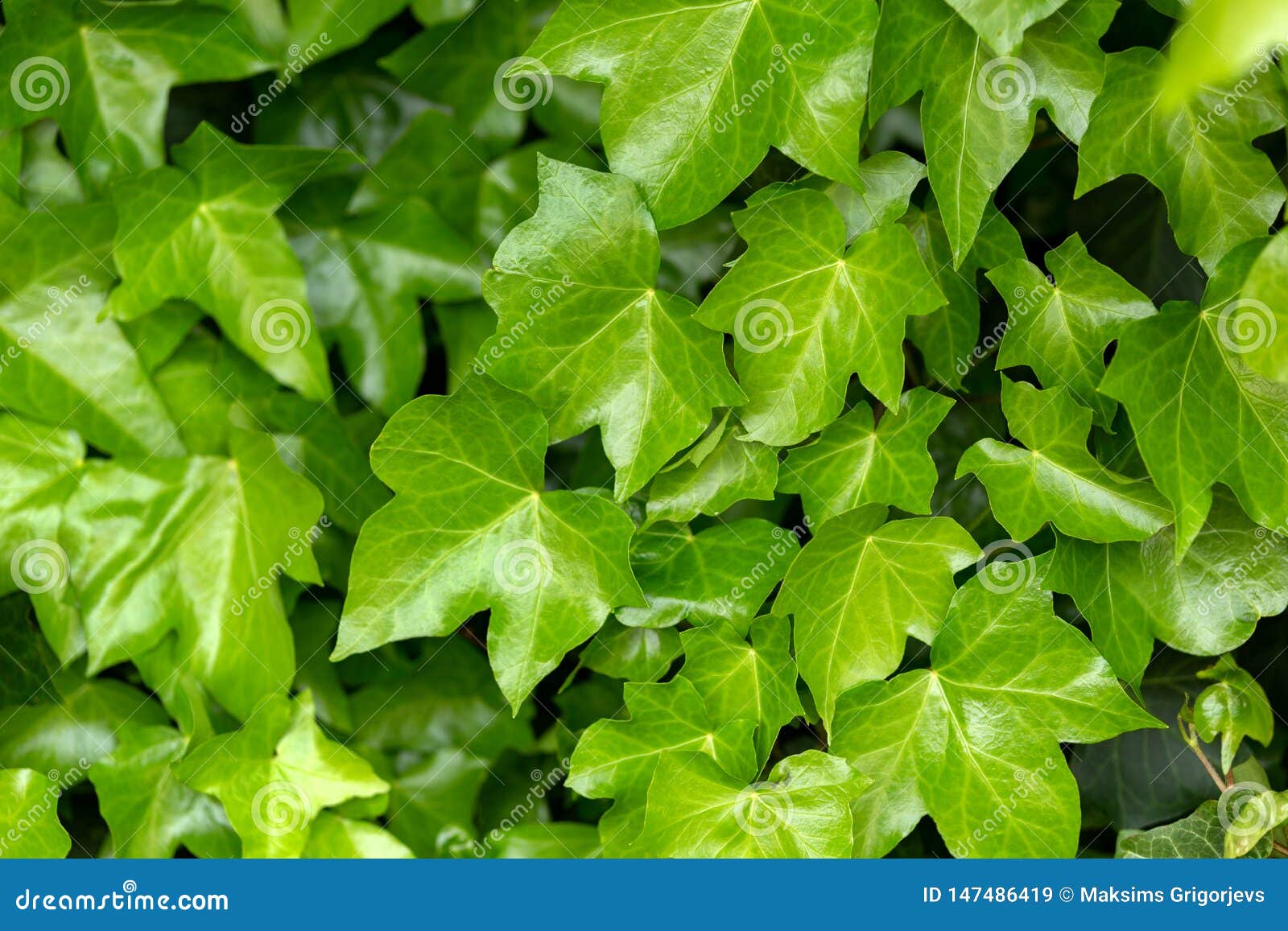 Big Shot Ivy Hedera Helix 'big Shot