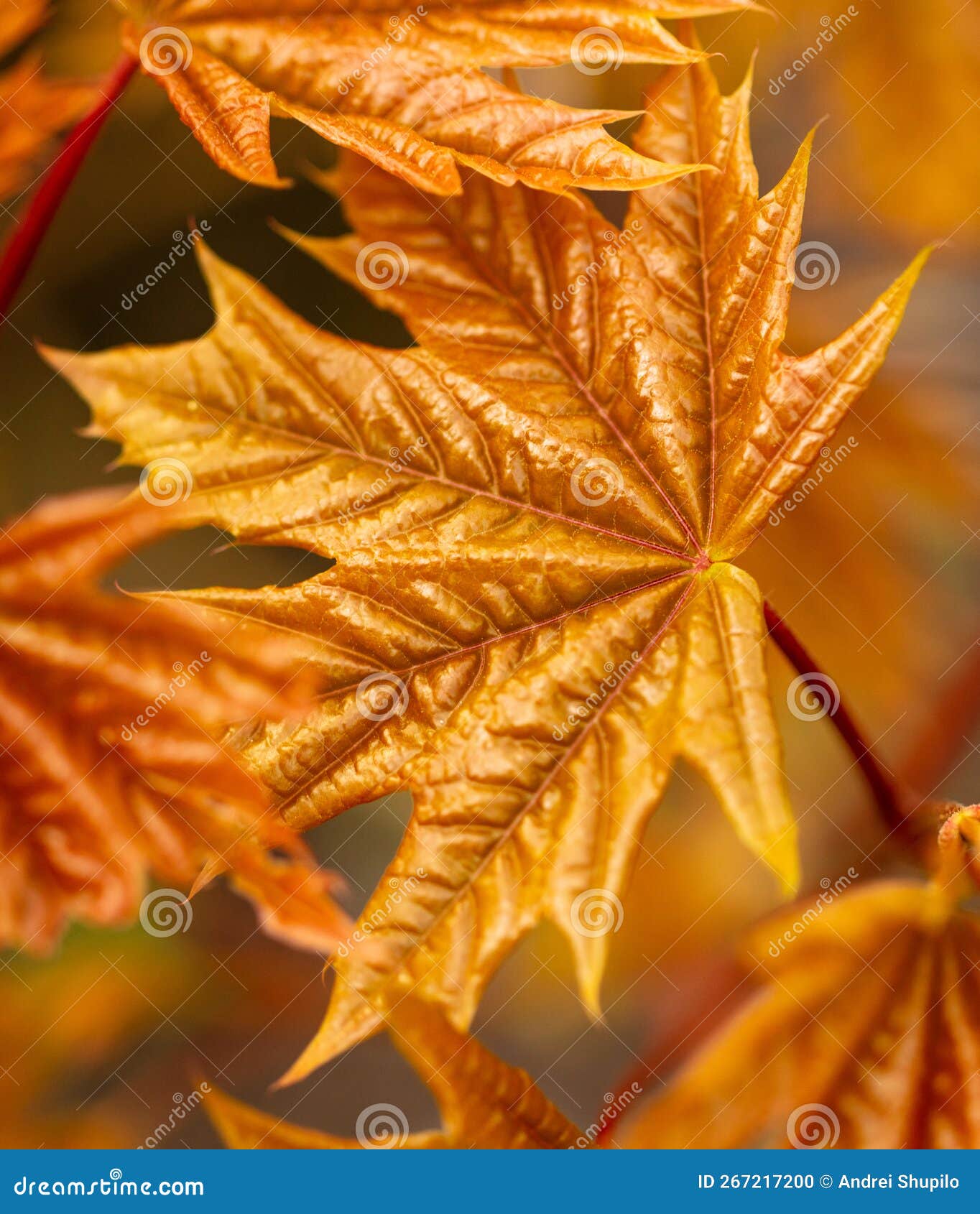 Young Leaves on a Maple Tree in Spring. Stock Photo Image of foliage