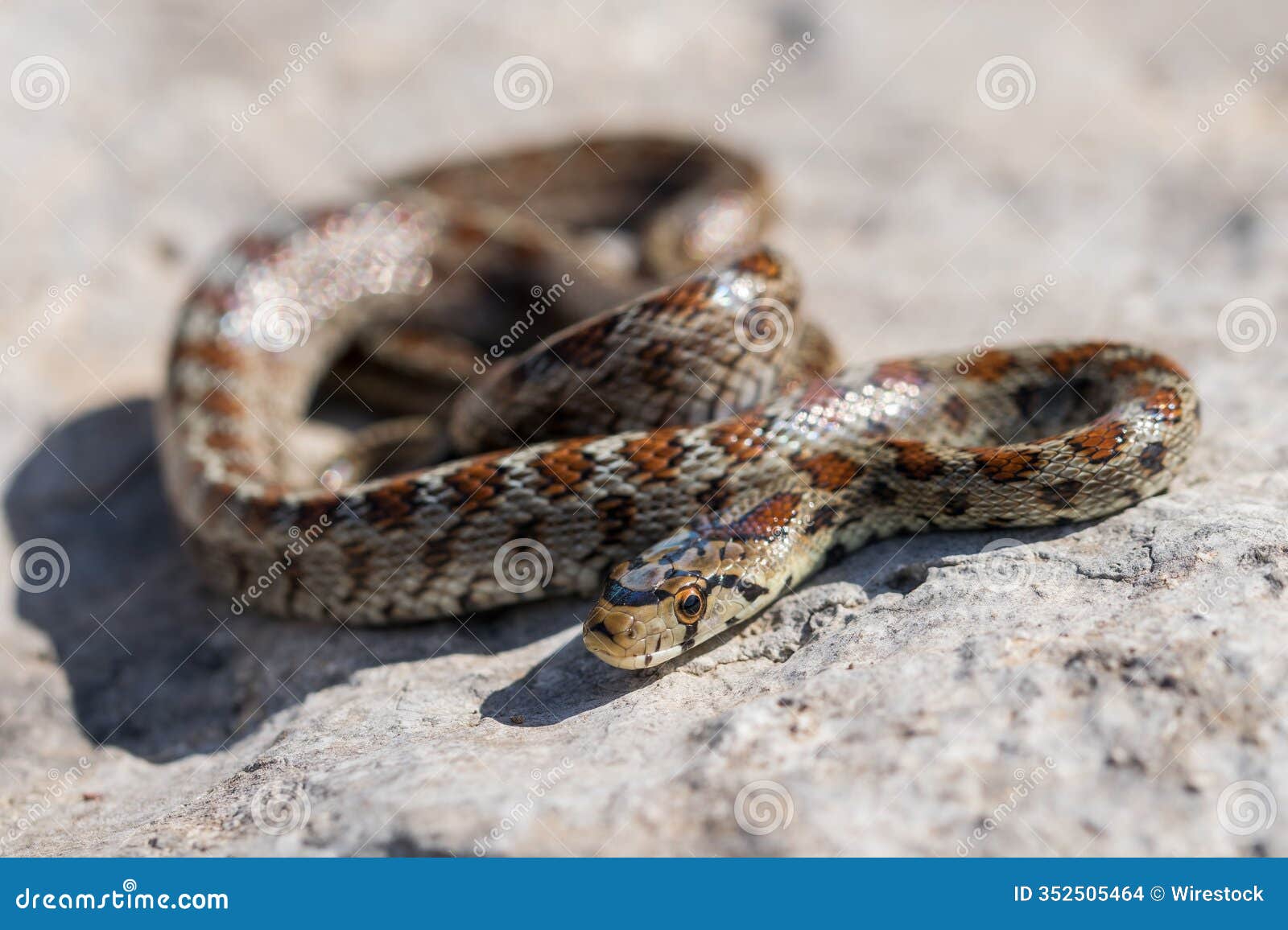 young leopard snake, zamenis situla, is found in malta where it is called lifgha.
