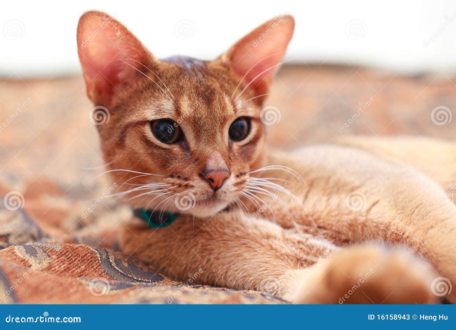 young light brown abyssinian cat kitten