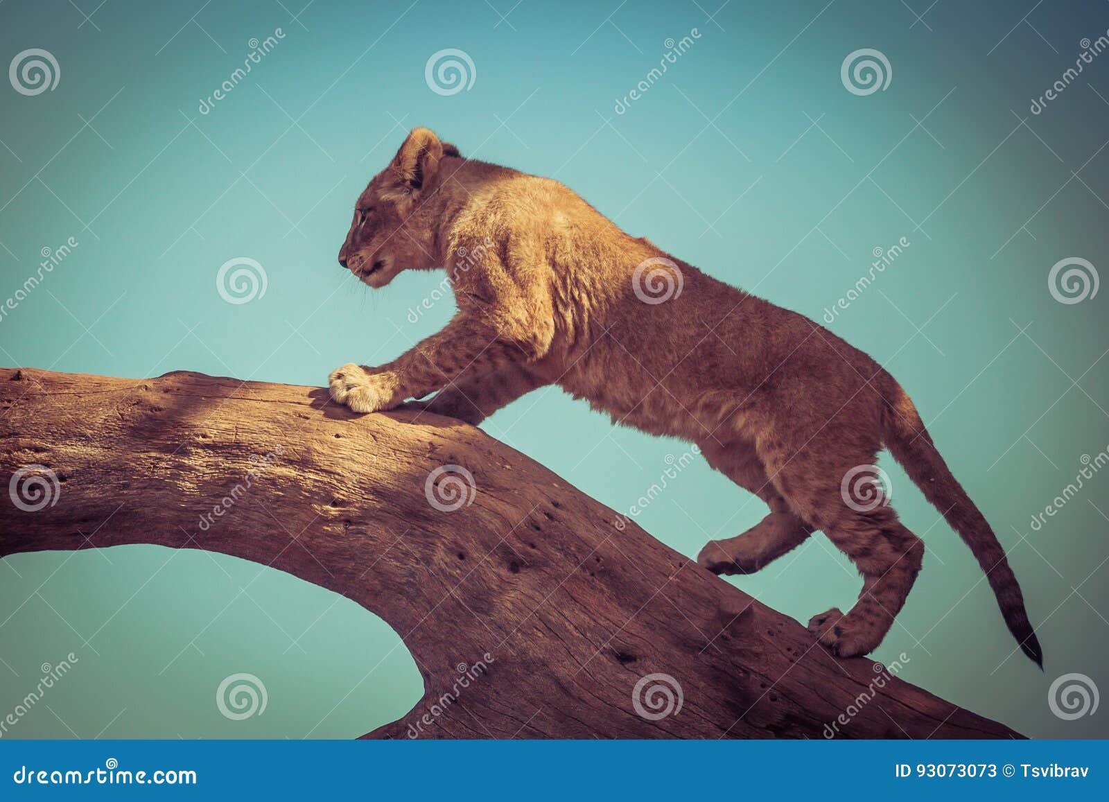 Young Lion Cub Climbing on a Tree. Stock Image Image of melbourne