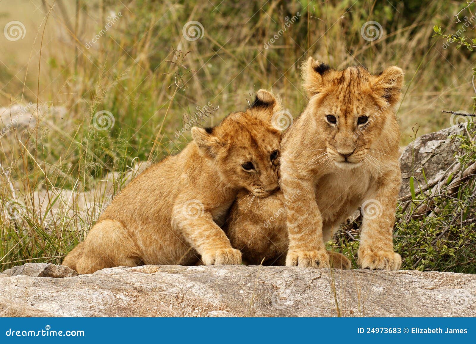 Young lion cubs stock image. Image of white, carnivore 24973683