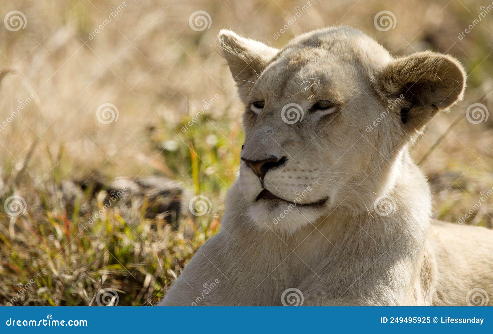 young lion enjoying the african savannah environment of south africa is the star of the safaris