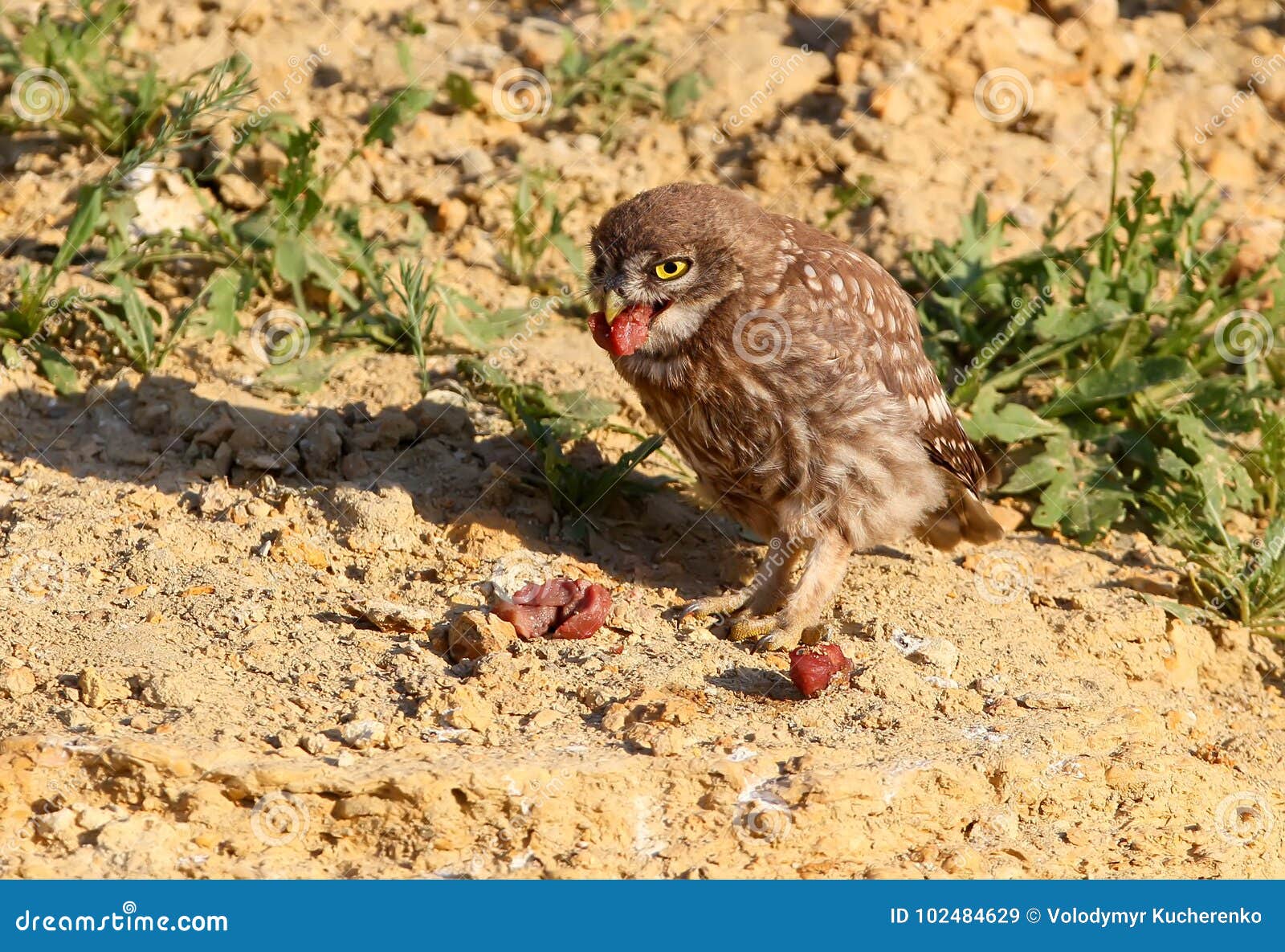 Young Little Owl Eating My Meat Stock Image Image of young, closeup