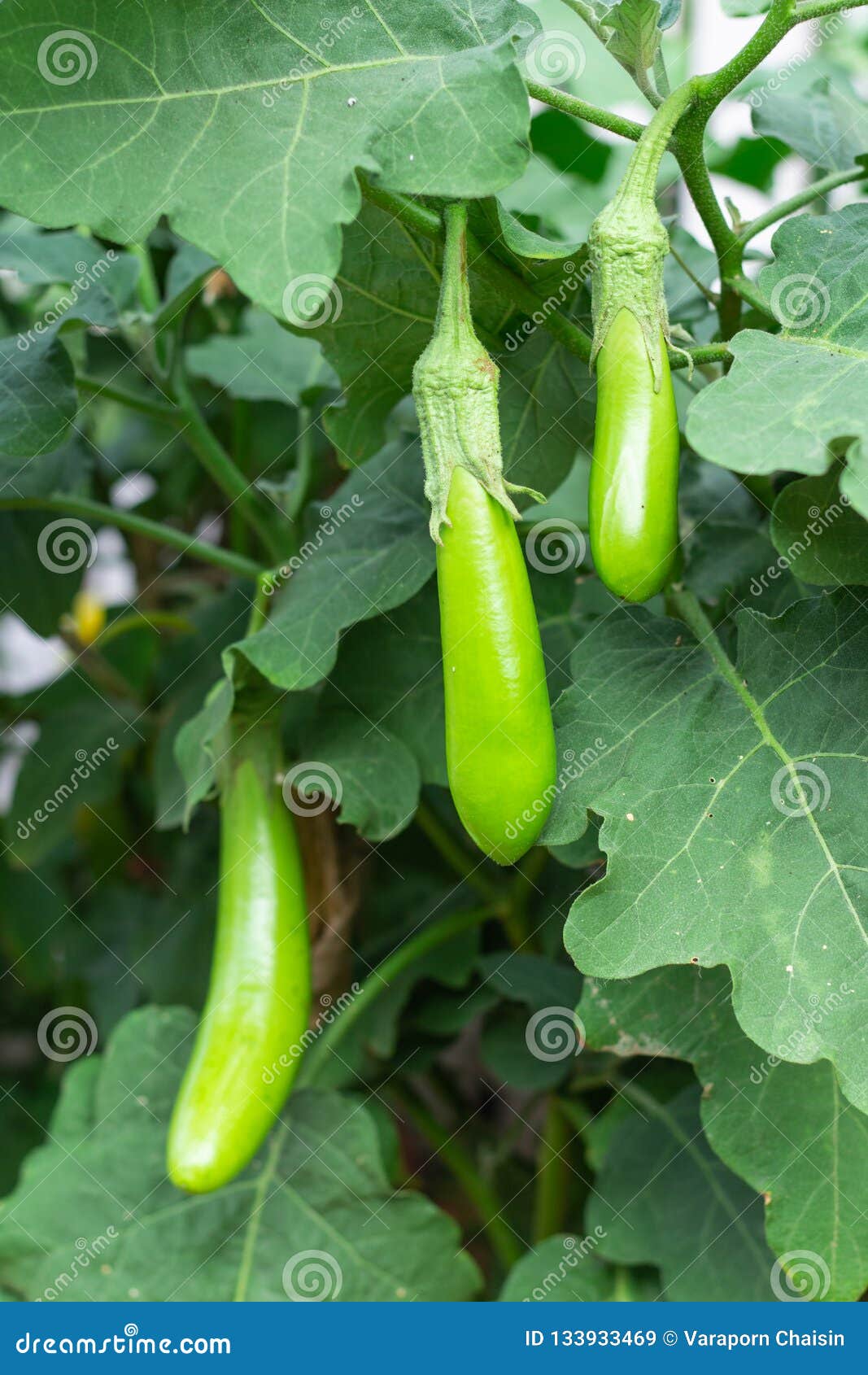 Eggplant Tree Stock Images Download 1,692 Royalty Free Photos