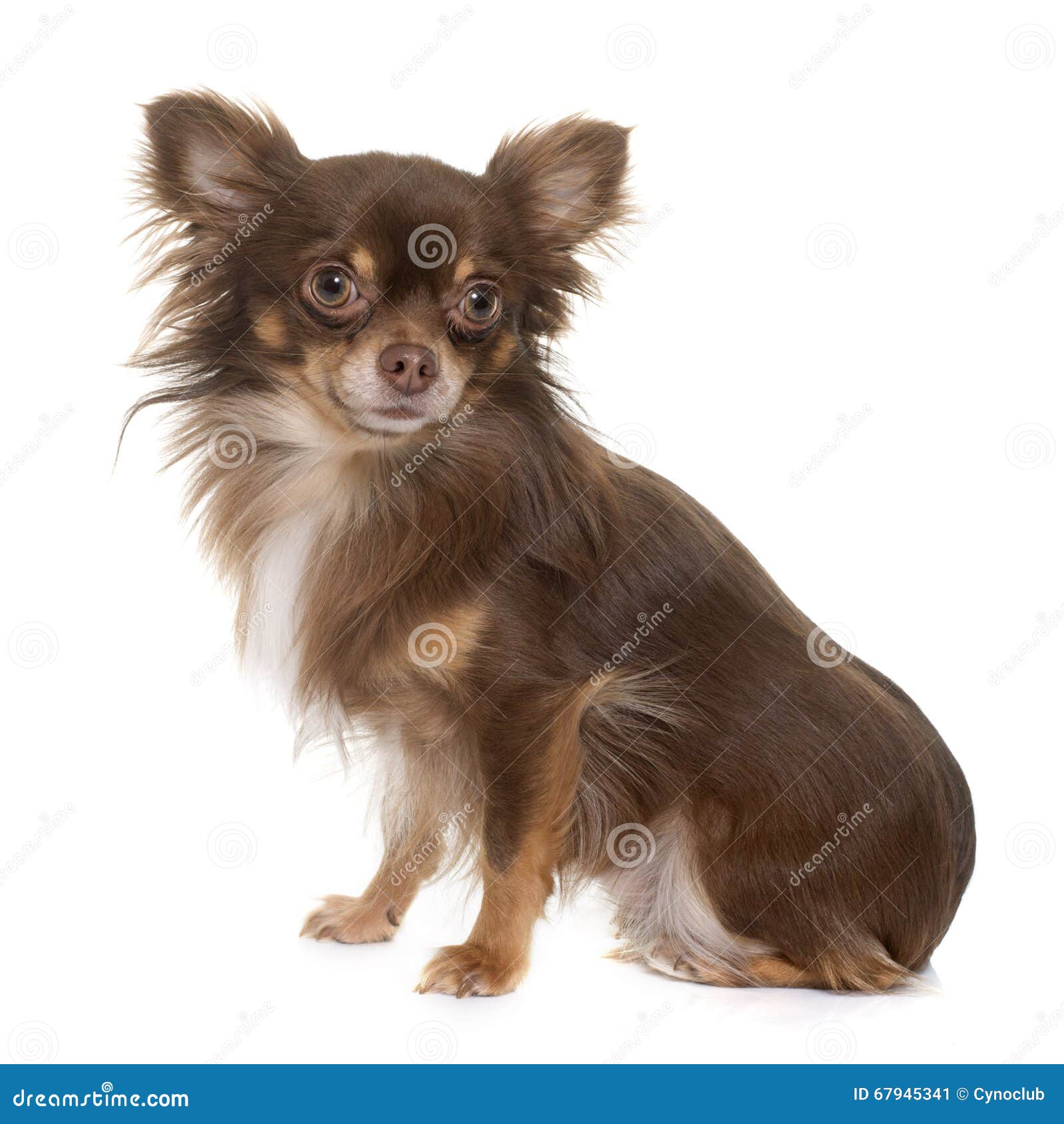 Young Longhair Chihuahua Stock Image Image Of Isolated 67945341