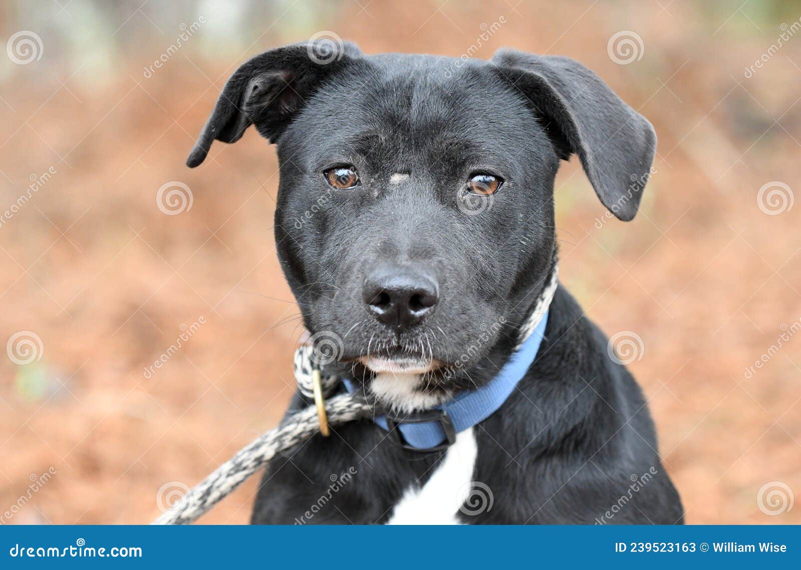 Black Lab Border Collie Mix Puppy Dog Outside On Leash Stock Image - Image  Of Rescue, Older: 239523163